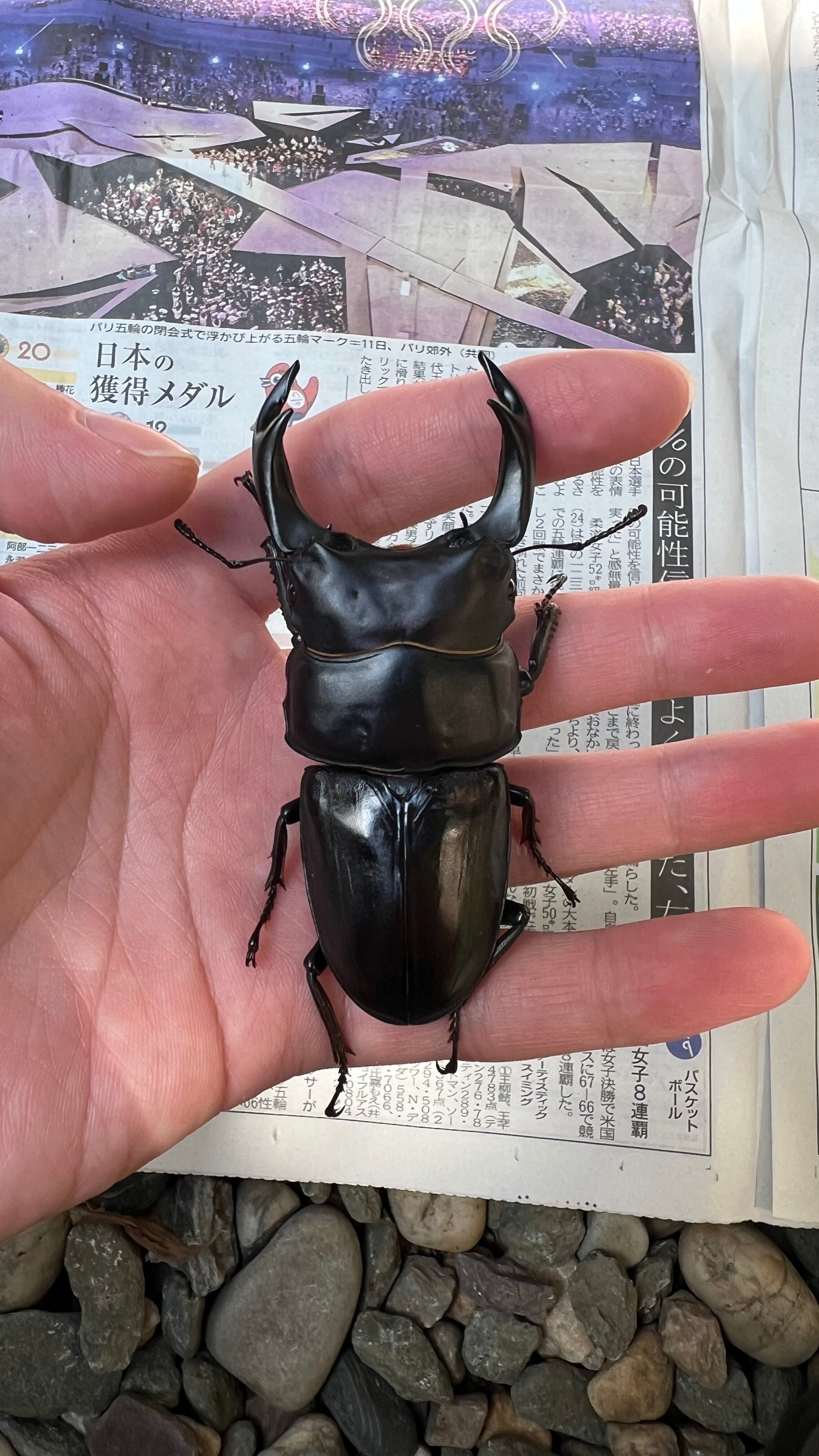 世子ライン　スマトラオオヒラタアチェ　１０４㎜　未使用ペア