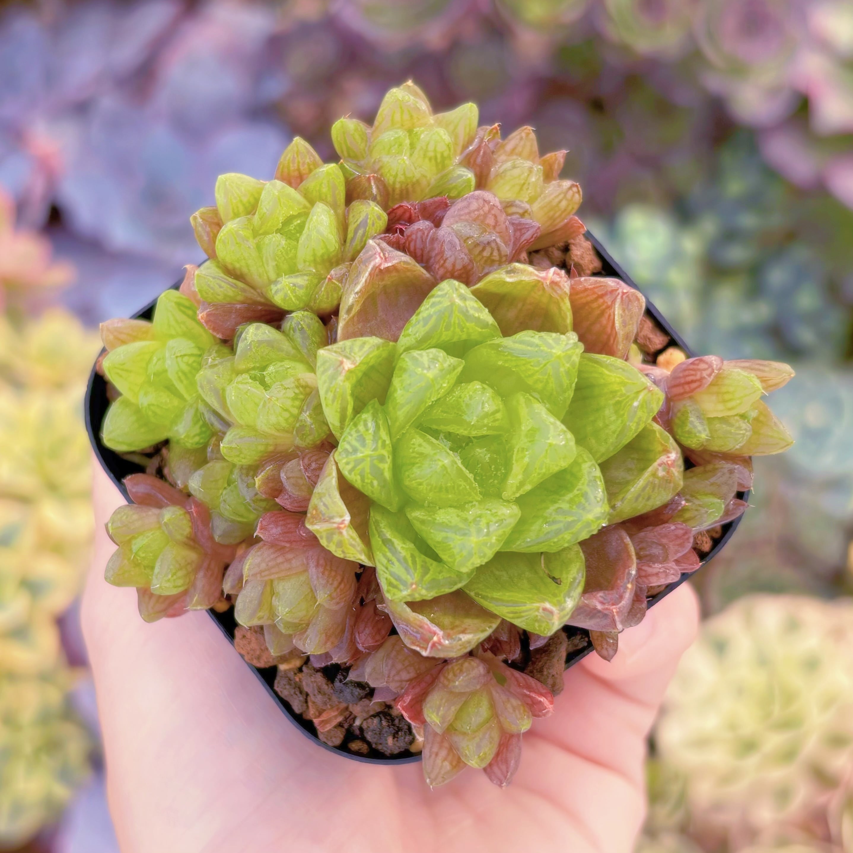 現品　ハオルチア　ウンブラティコーラ#289　群生　古株　るる農園