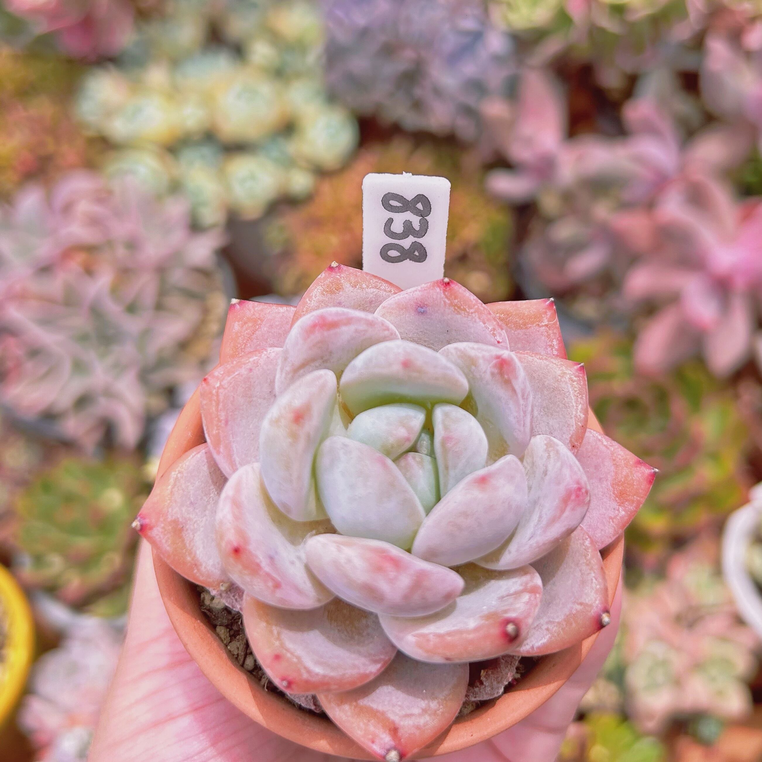838現物 多肉植物 レッドストーン 抜き苗 | るる農園~多肉植物専門