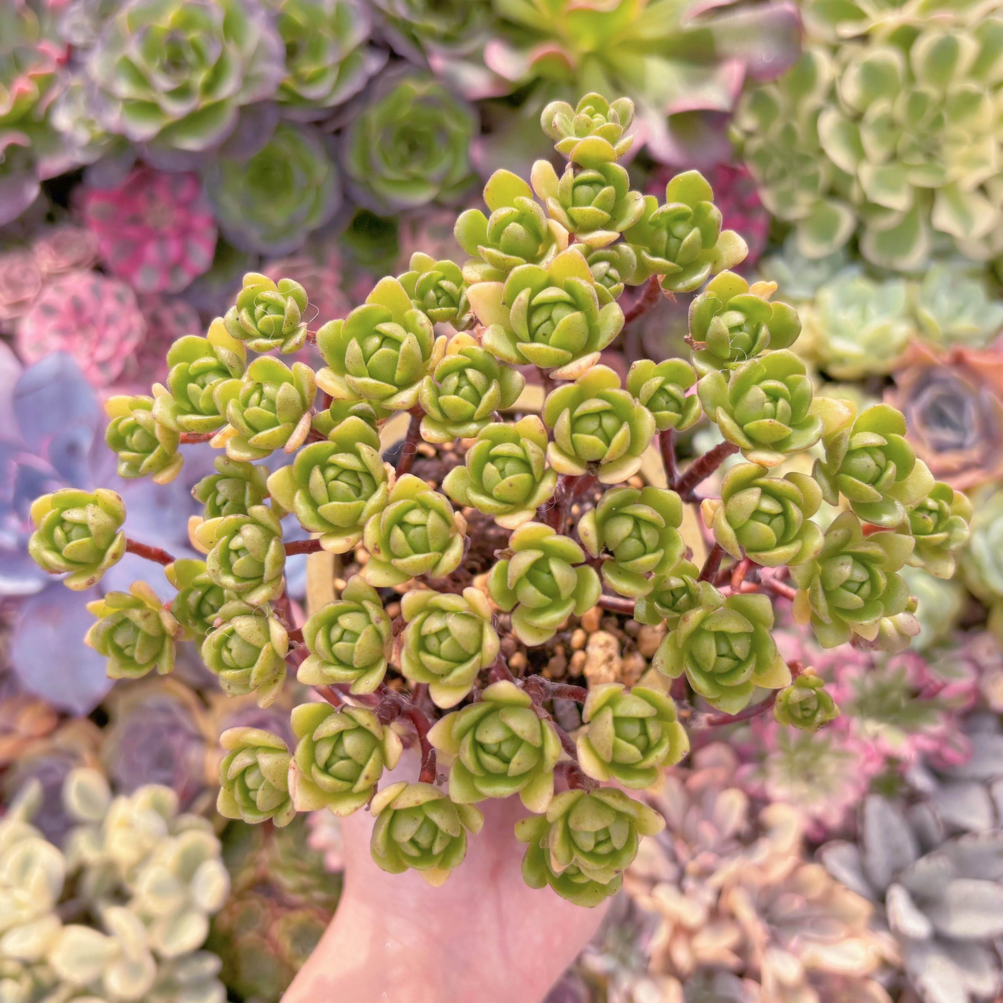 現品　little fox#K043　群生　るる農園