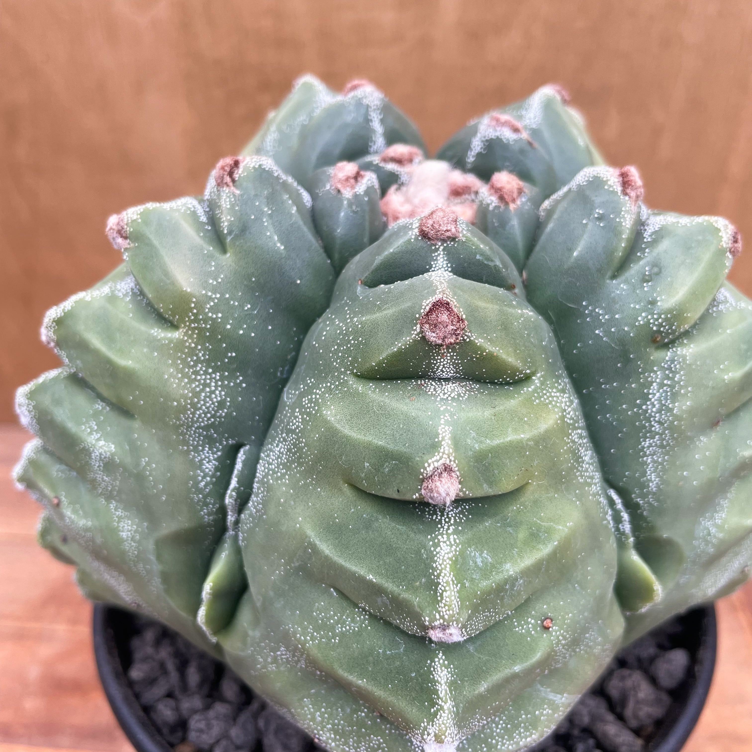 Astrophytum【アストロフィツム・亀甲ストロンギロゴナム】 | RIMO'S