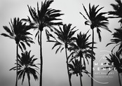 swaying palm tree|西海岸の風を感じるモノクロパームツリーアート|大人のモダン空間に似合うスタイリッシュポスター|A3ポスター