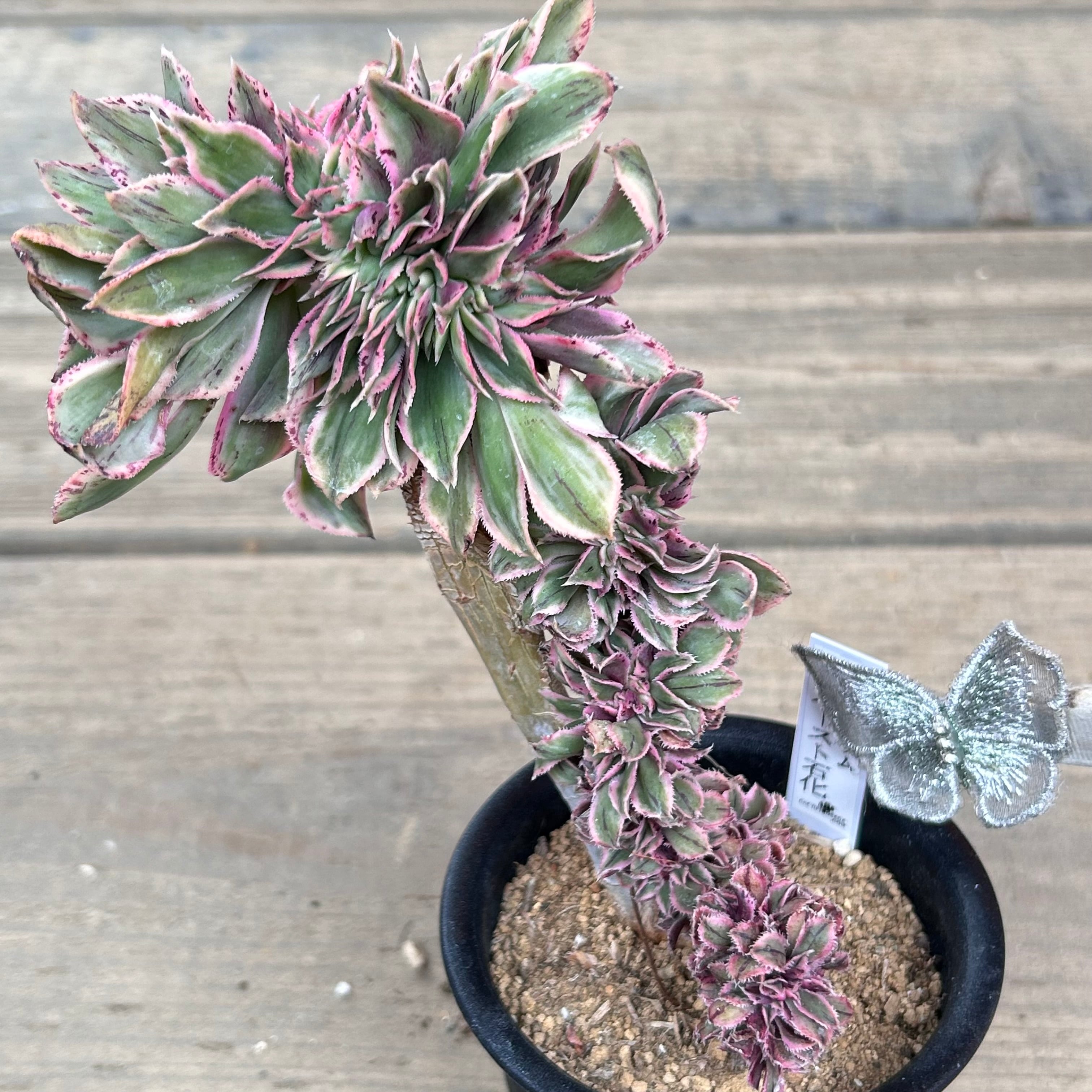 多肉植物　エケベリア　Majesta マジェスタ綴化 多肉植物 エケベリア Majesta マジェスタ綴化 多肉植物