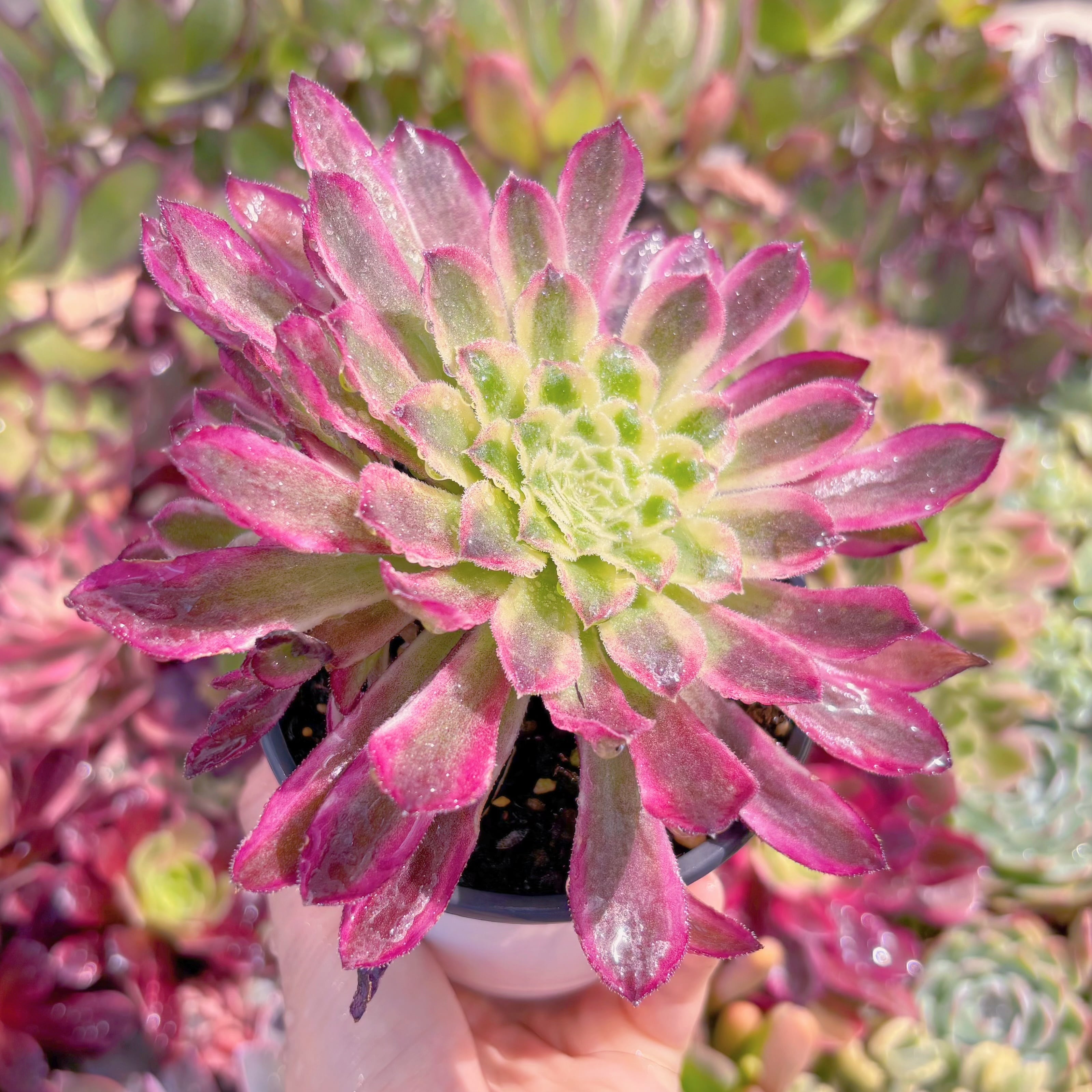 現物　墨仙#F004　るる農園