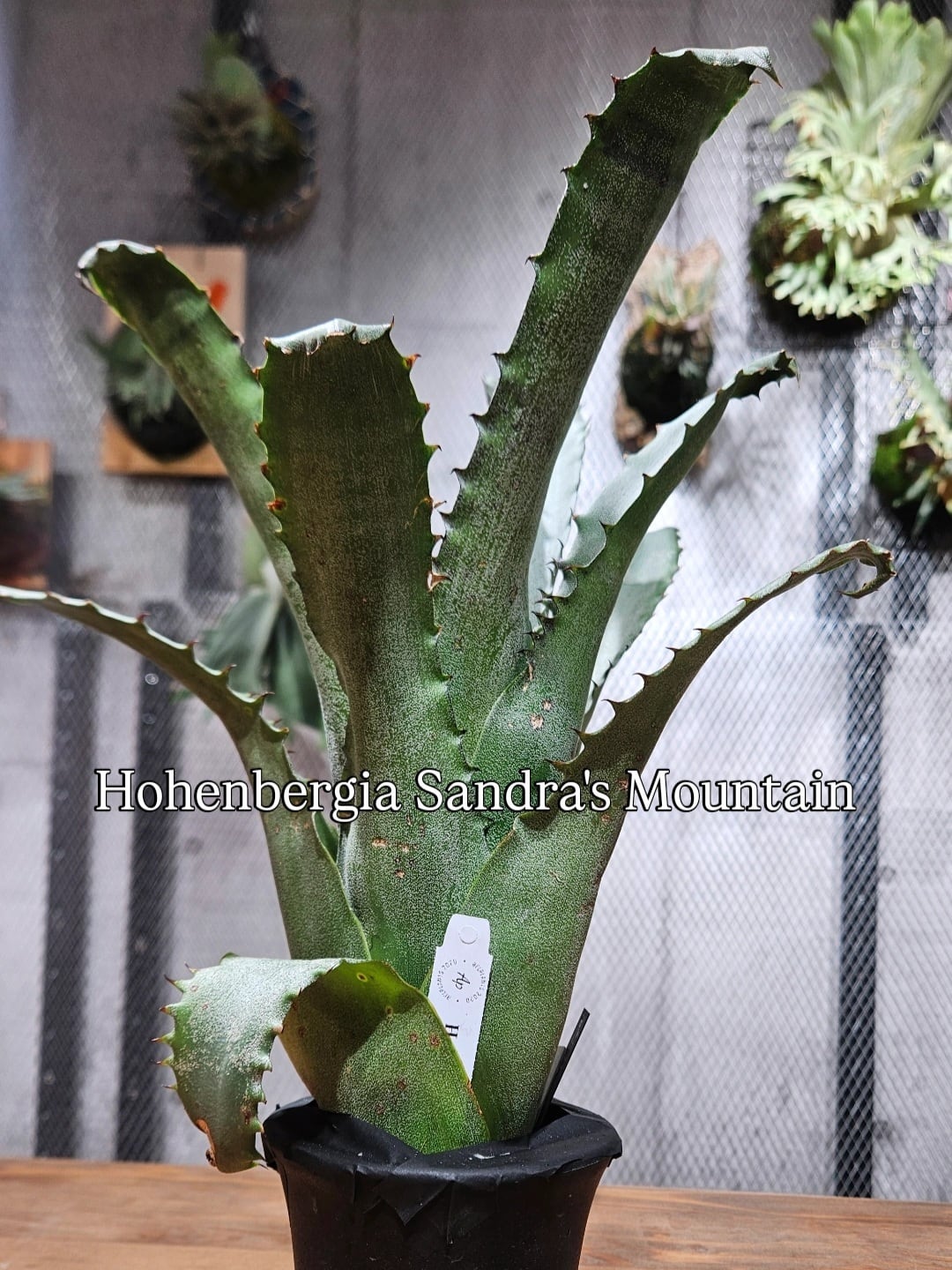 タンクブロメリア ホヘンベルギア『Sandra's Mountain 』 Hohenbergia Sandra's Mountains【artPLANTs/PLANTS GARAGE