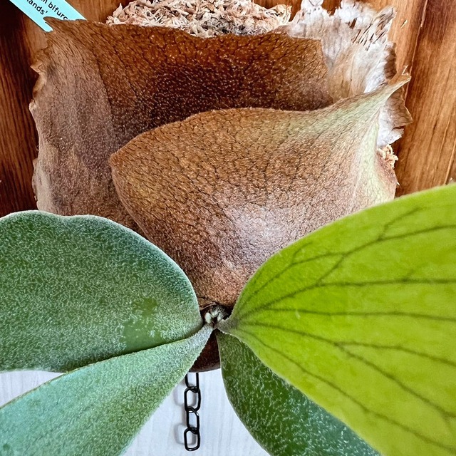 ビカクシダ ネザーランド 板付 【観葉植物 室内 コウモリラン】