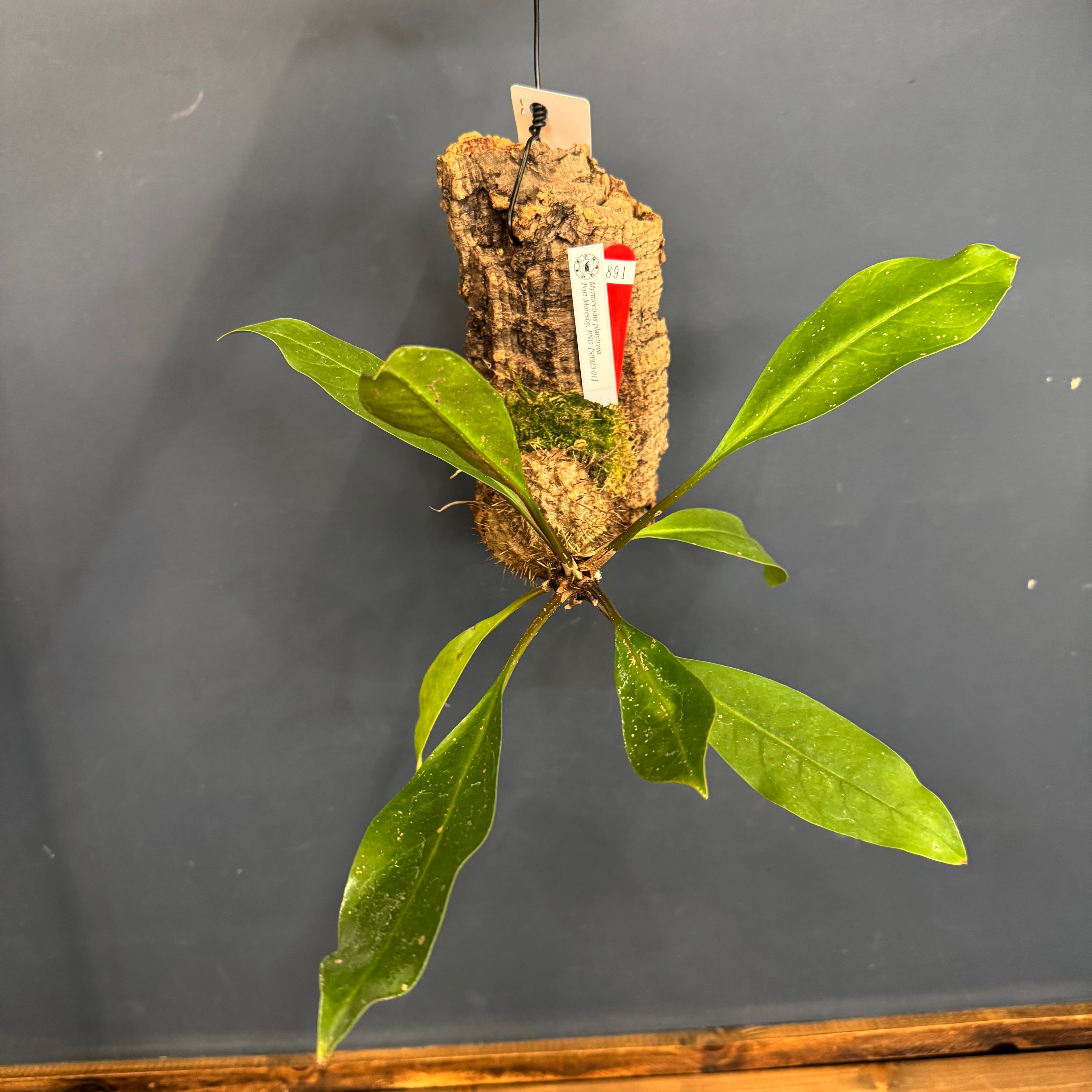 アリ植物 | PROTOLEAF プロトリーフ