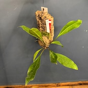 【クリアランス】ミルメコディア platytyrea【891】