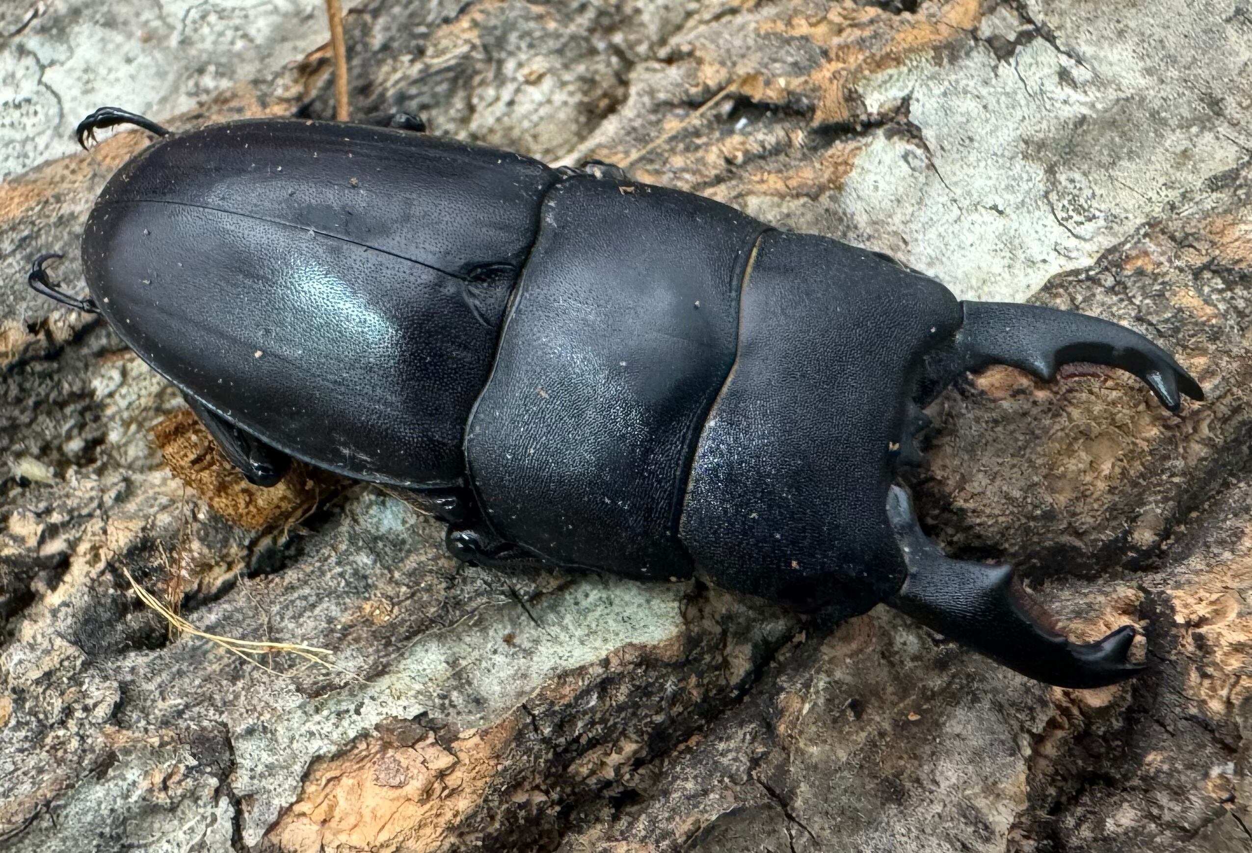 コンゴDR南部産 ポギーオオツノカナブン　角異常 82mm コンゴDR南部産 ポギーオオツノカナブン 角異常 82mm 【公式通販】