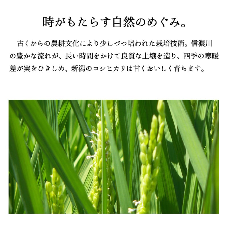 新潟産コシヒカリ 20kg 令和7年産 | 越後の稲穂屋