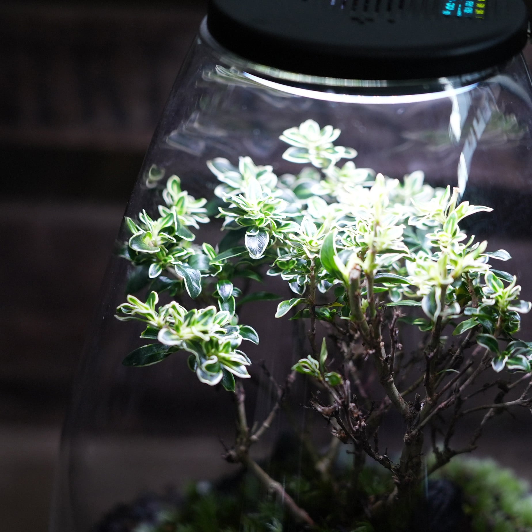 オーダー参考】苔テラリウム作品『テラリウム盆栽（ハクチョウゲ