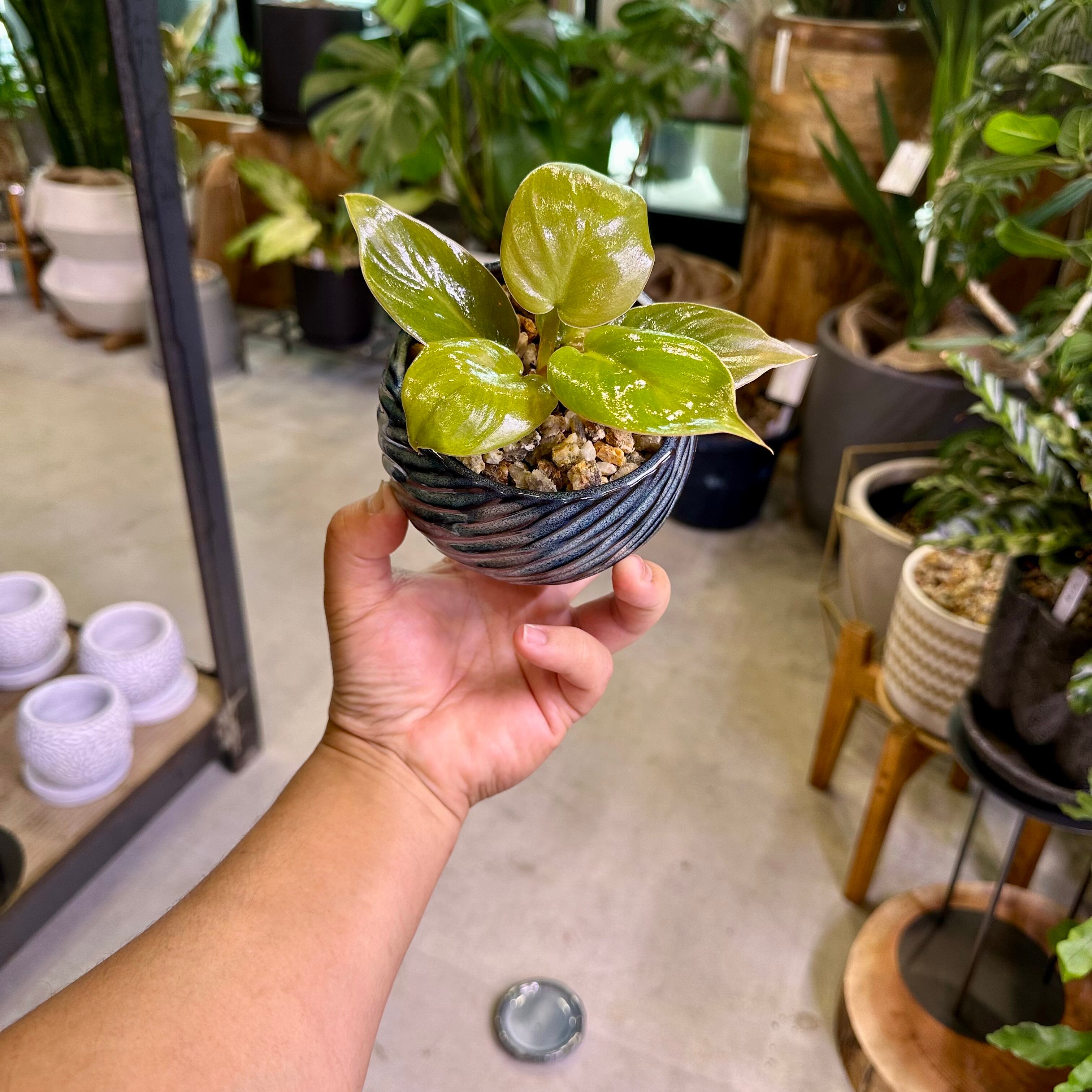 フィロデンドロン・メリノリーゴールド | barrelplants_BONSAI
