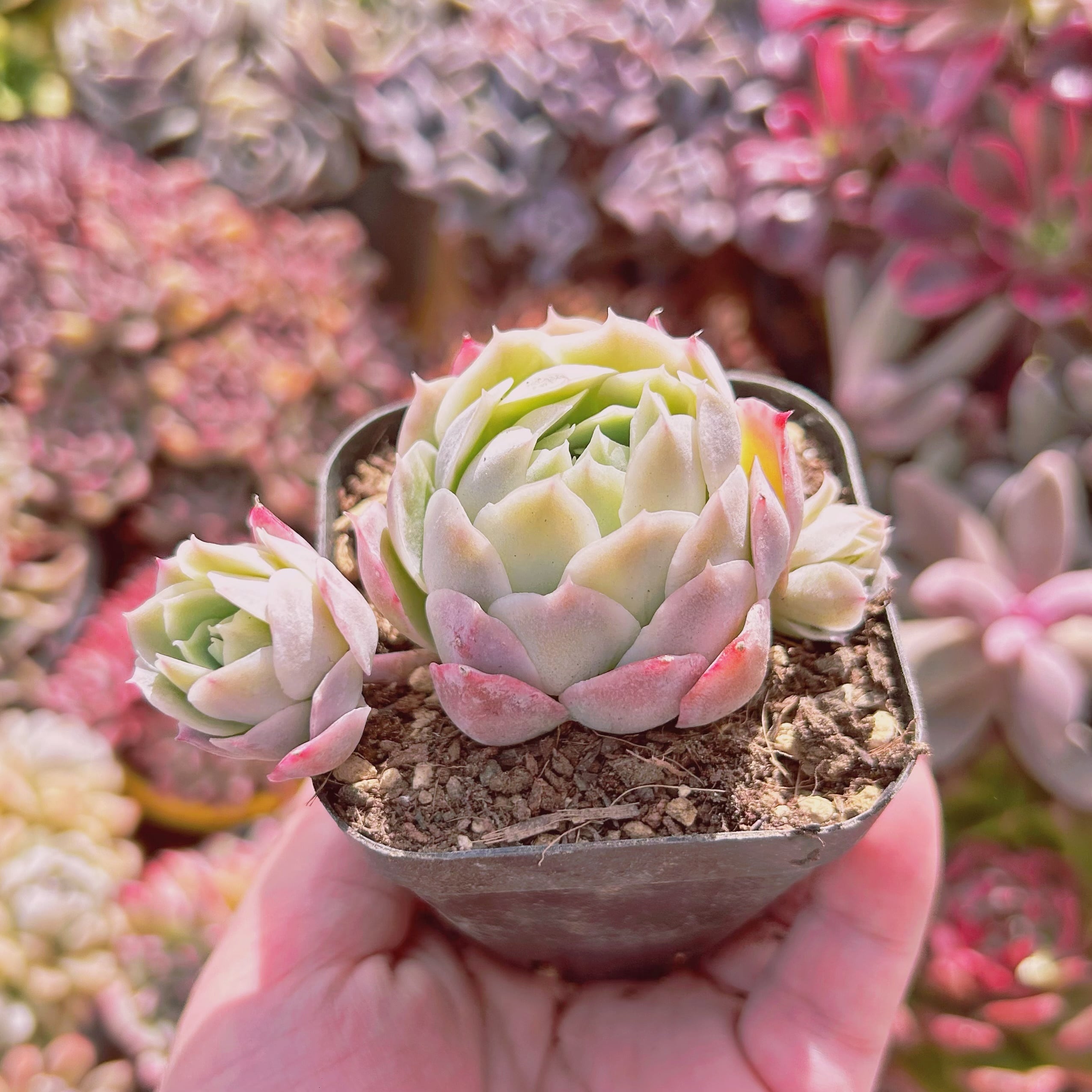 767現物 多肉植物 静月 | るる農園~多肉植物専門