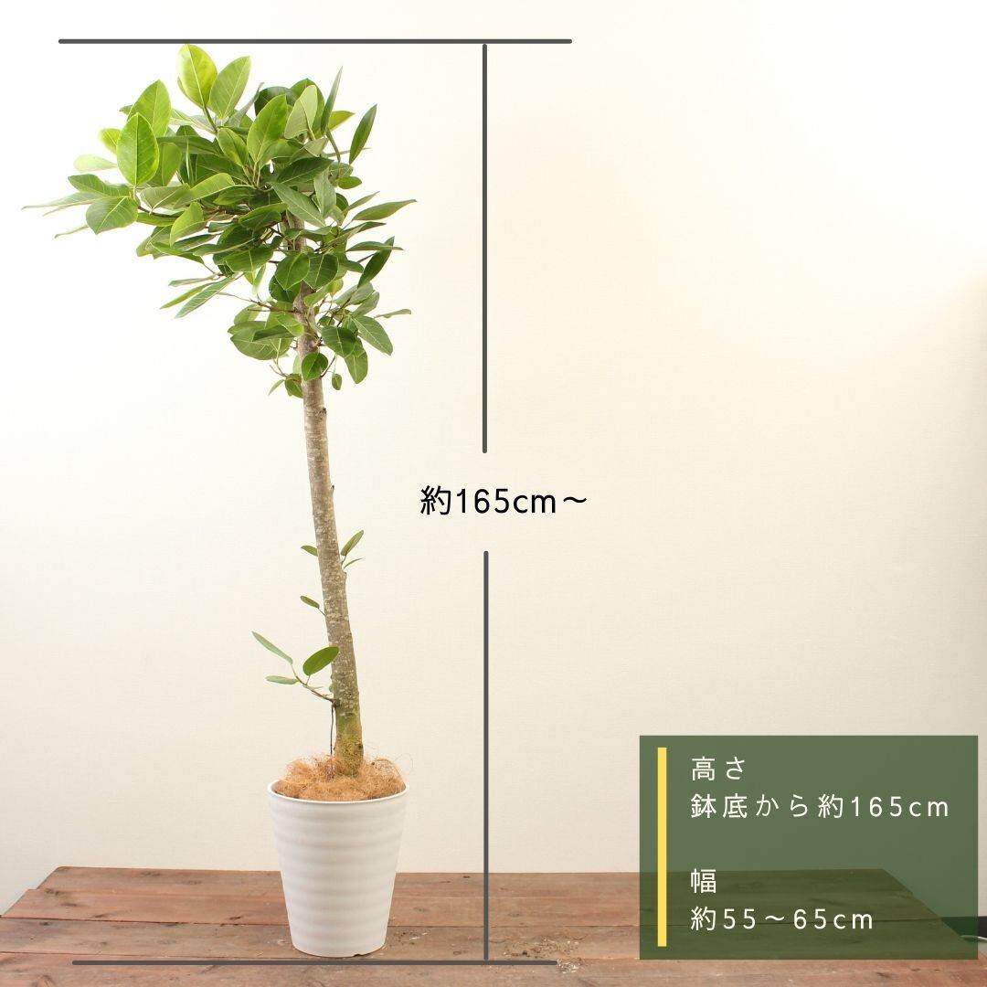 ⚠️直接引き渡し限定⚠️フィカスアルテシマ ⚠️直接引き渡し限定⚠️フィカスアルテシマ ⚠️直接引き渡し