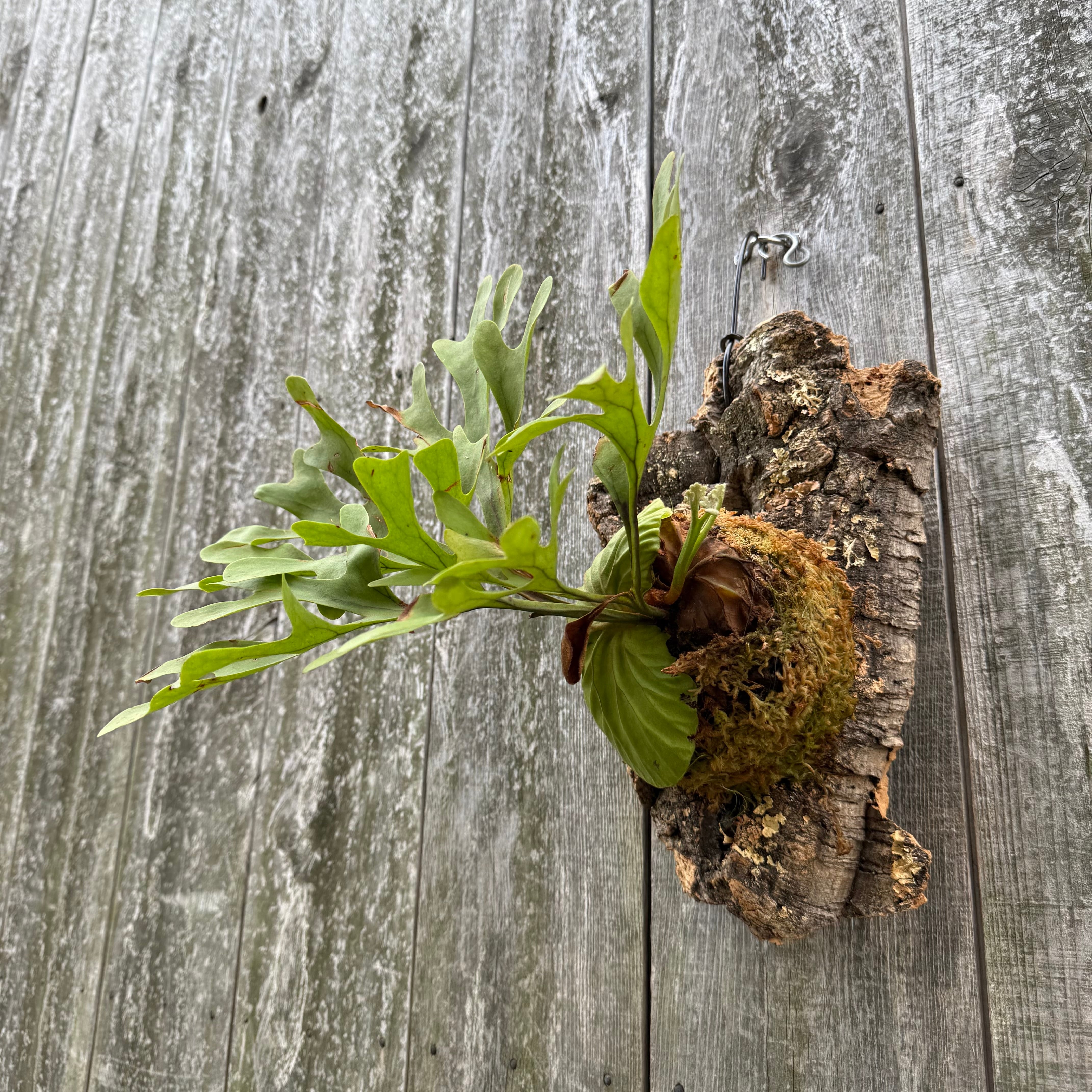 P.ridleyi wild | naturefix