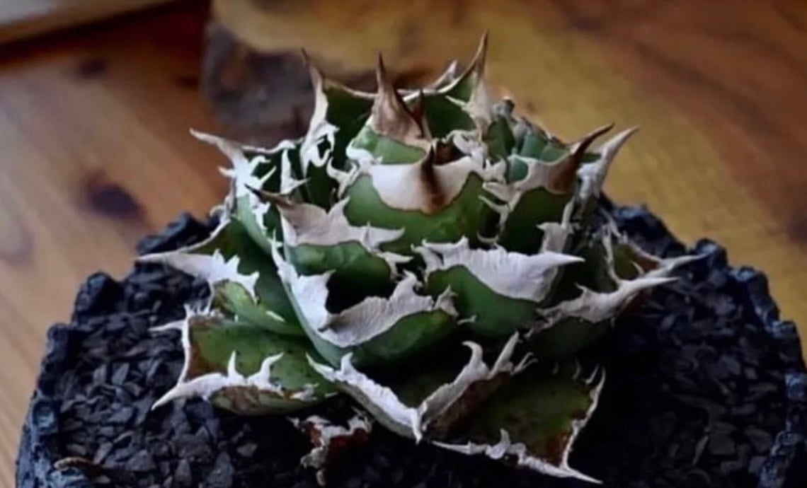 新着】Agave titanota BAKEMONO ORIGINAL【新潟産アガベ の最高峰の