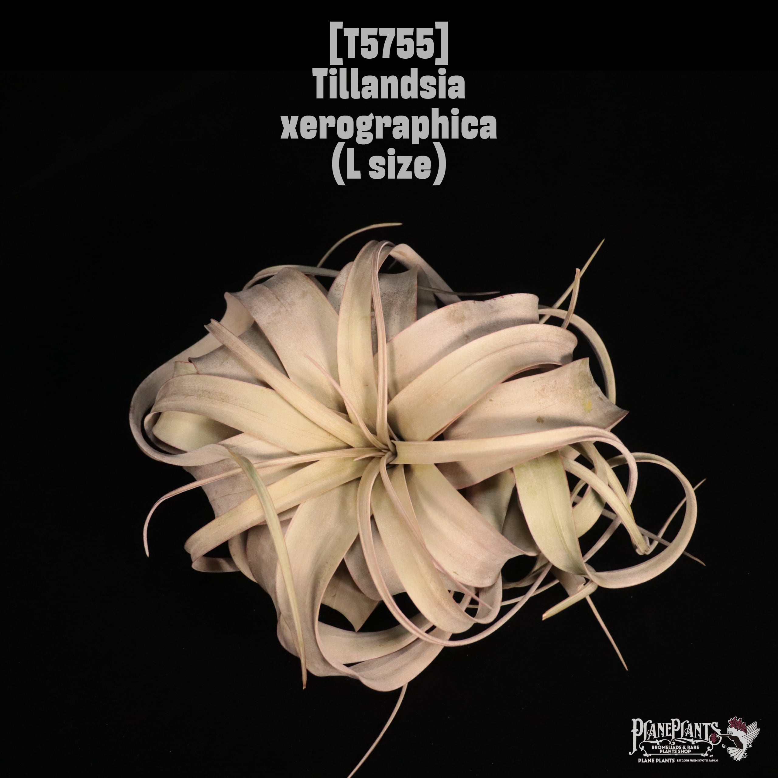 Tillandsia xerographica L〔ティランジア〕T5755