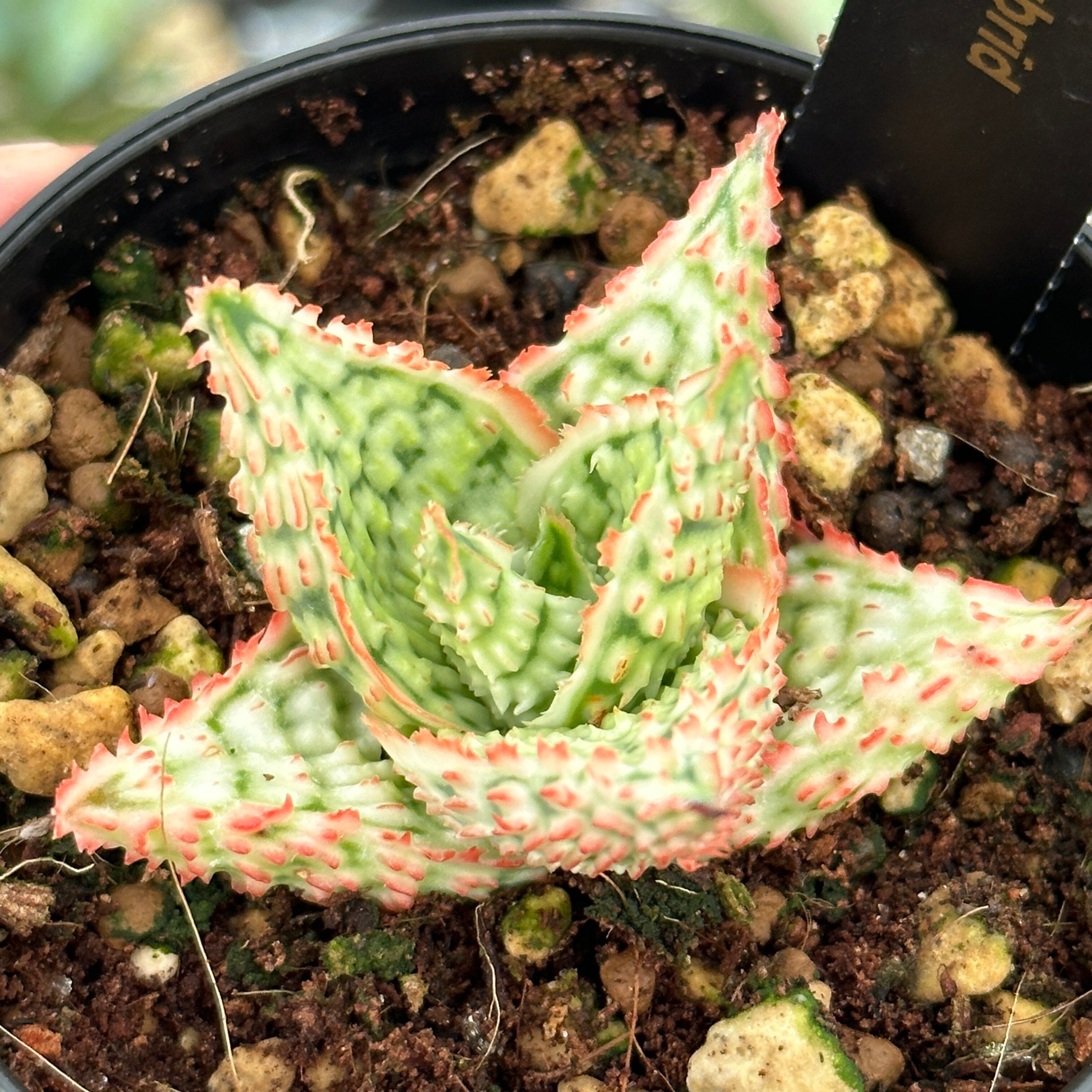 アロエ ハイブリッド Aloe Hybrid 幅広葉