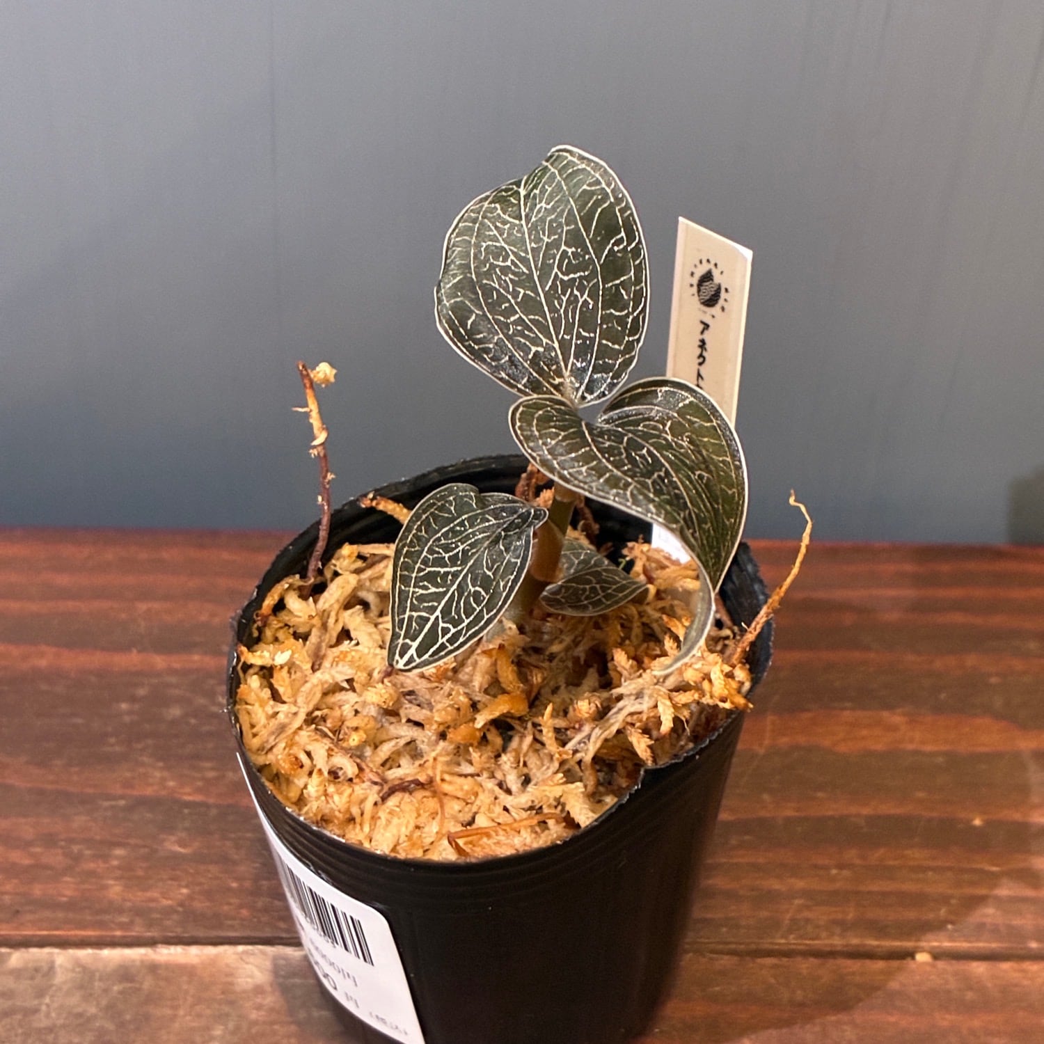 ジュエルオーキッド | PROTOLEAF プロトリーフ