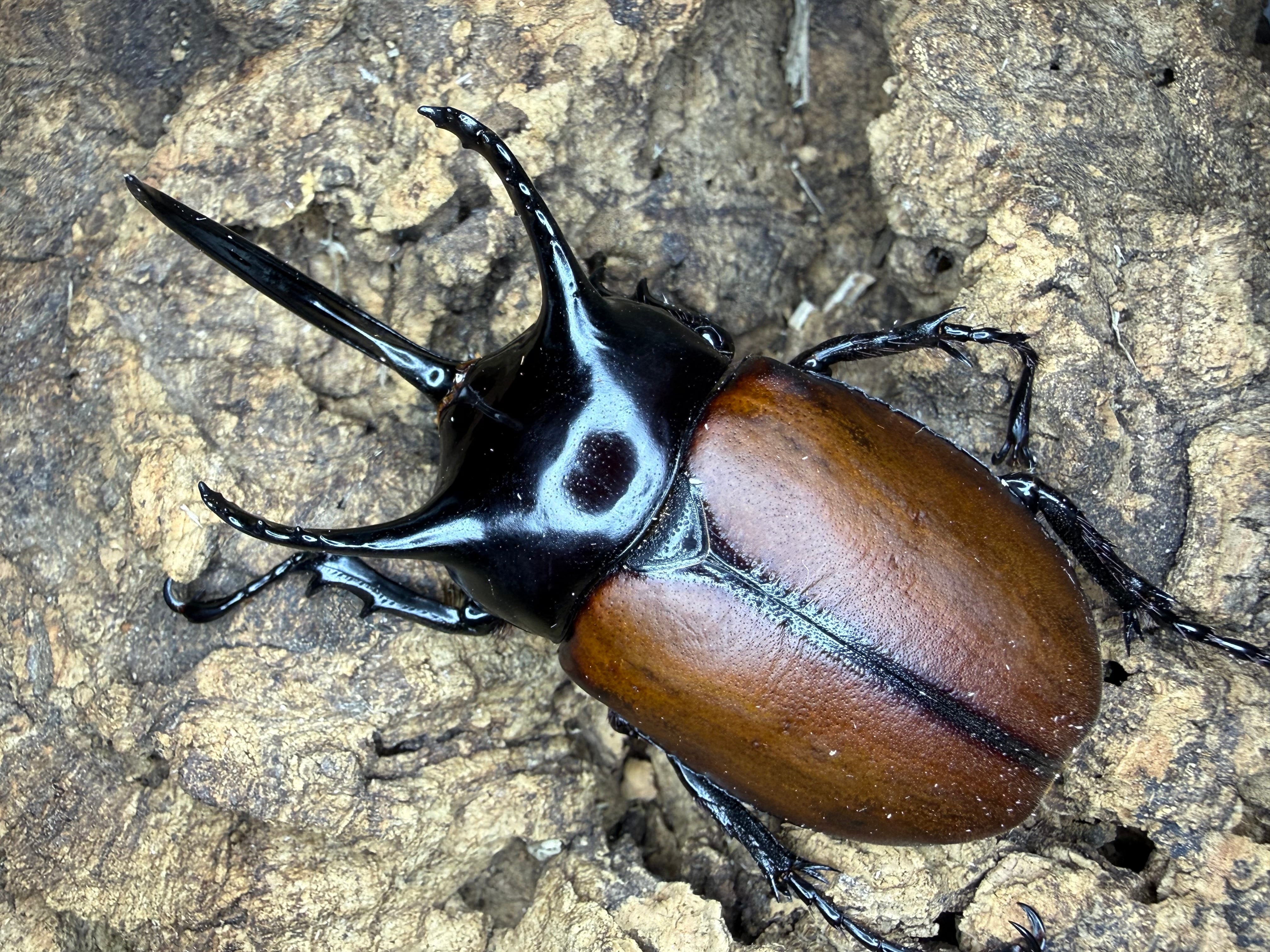 dream insect