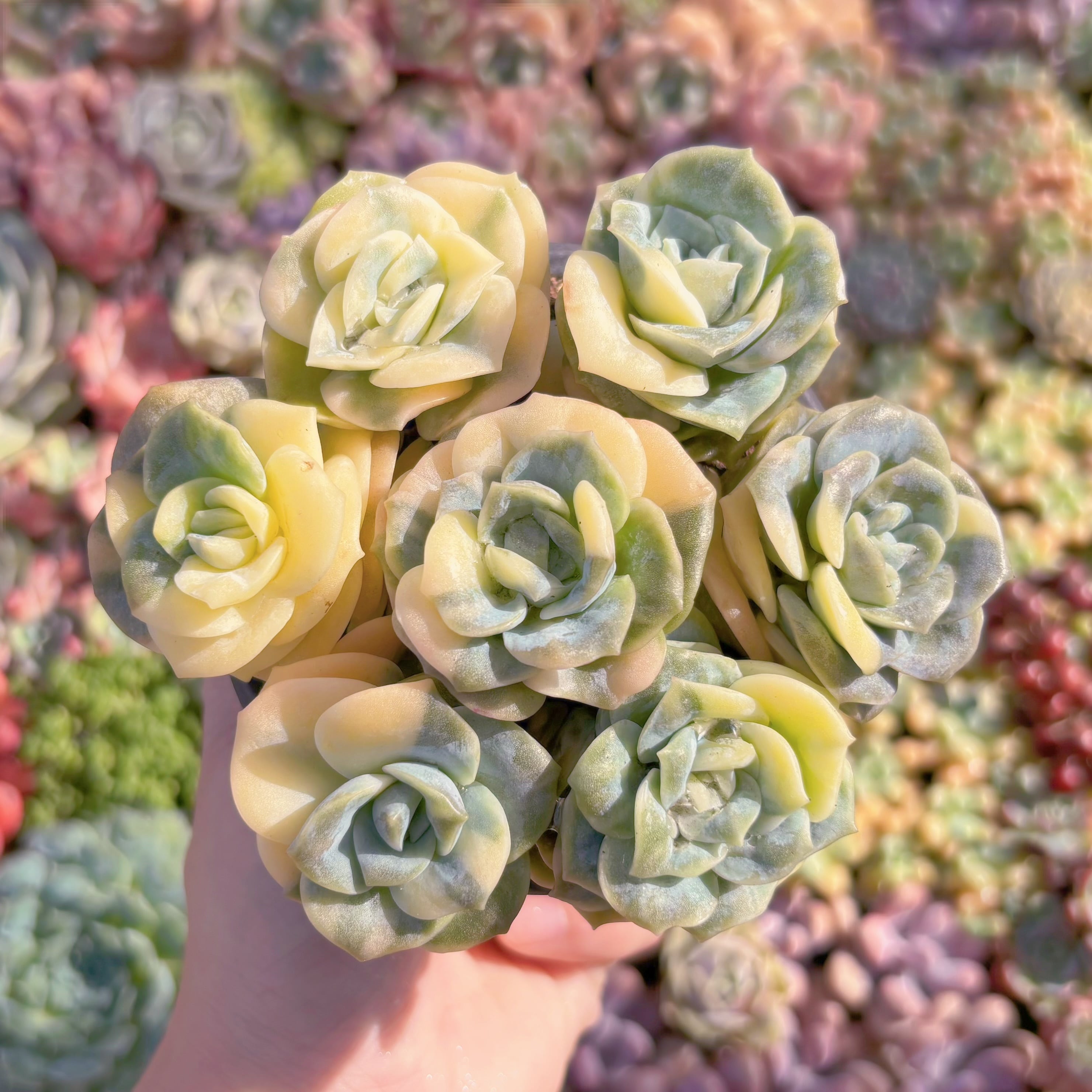 現品 ラブリーローズ錦#877 るる農園 | るる農園~多肉植物専門