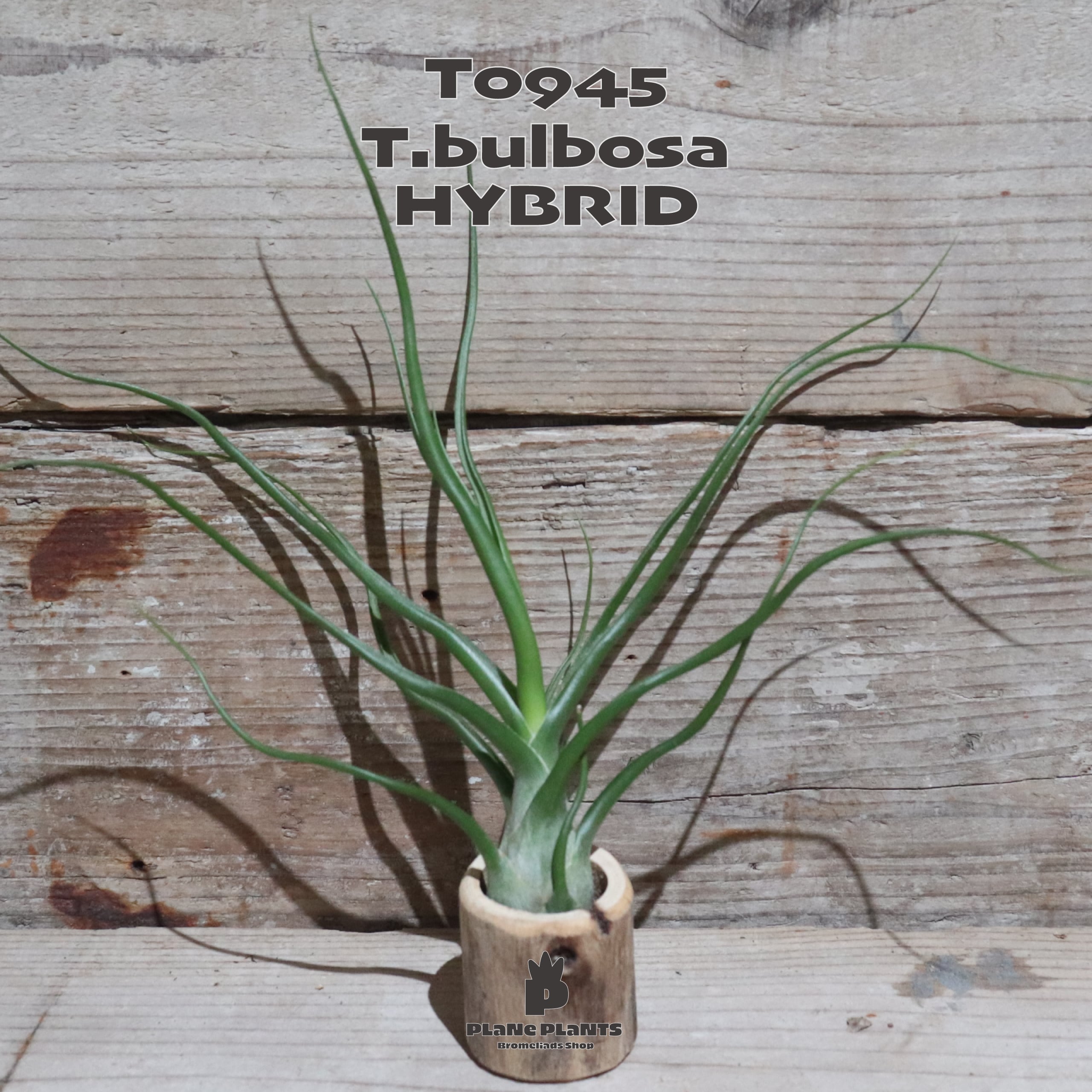 【送料無料】ブルボーサ ハイブリッド〔エアプランツ〕現品発送T0945