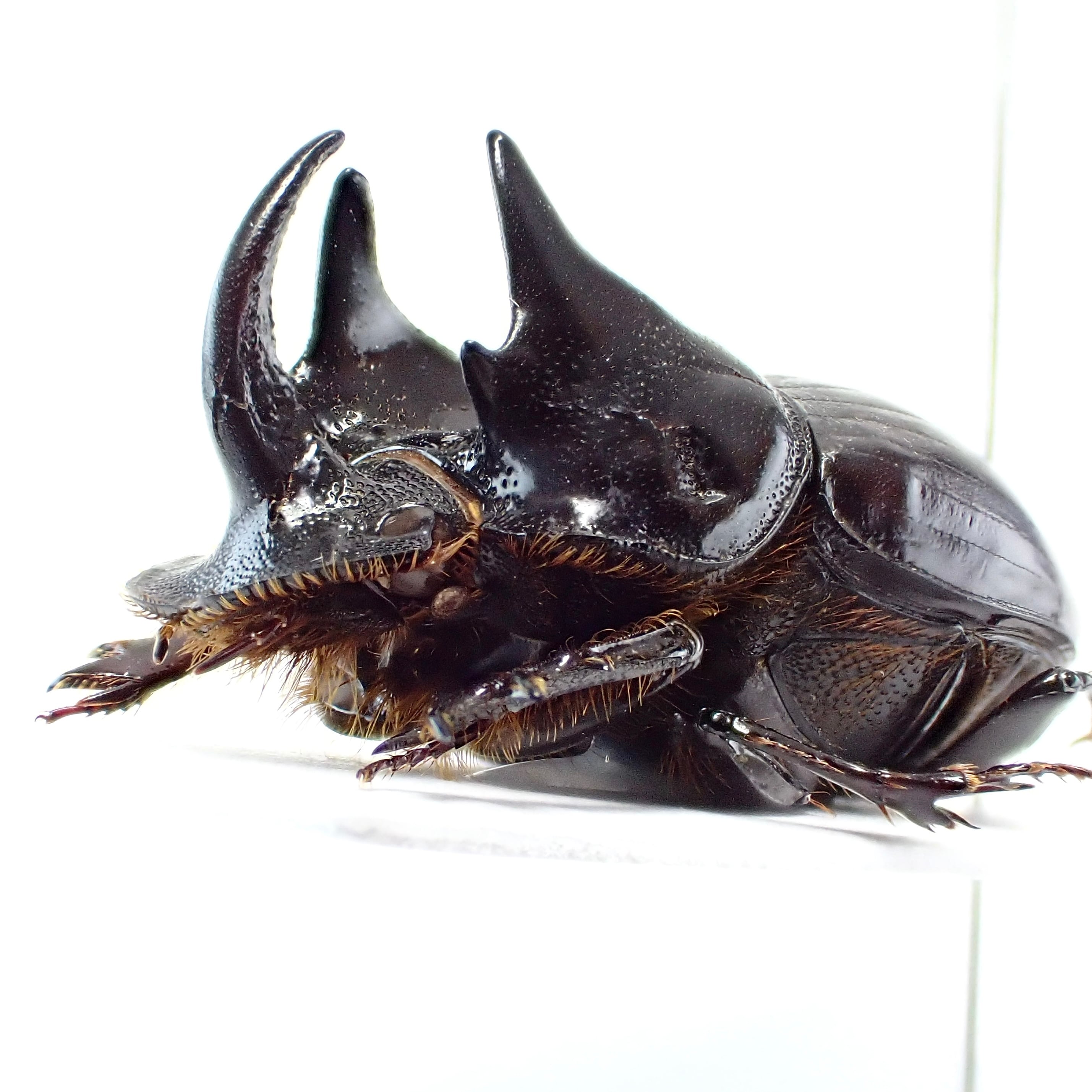 ジンバブエ産 Copris bootes ♂ 21mm | 昆虫標本 Diggers & Rollers