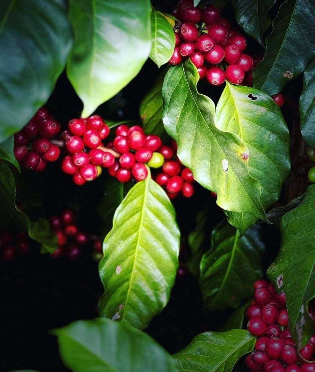 250gアイス珈琲水出しパック50g×5