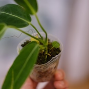 アンスリウム ワロクアーナム / Anthurium Warocqueanum⑧ / 観葉植物<育て方・花言葉>