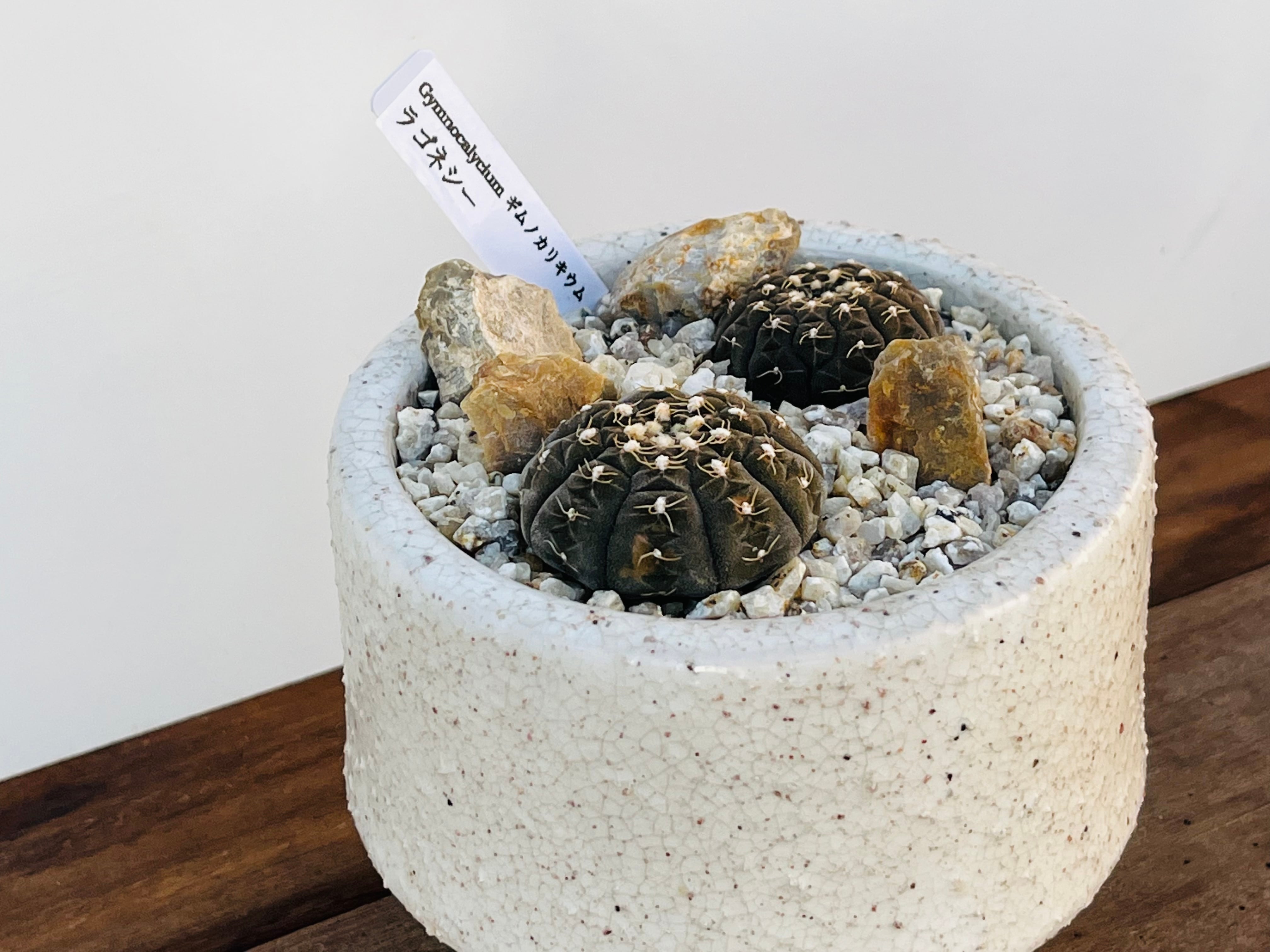 Gymnocalycium ragonesei ギムノカリキュウム ラゴネシー サボテン