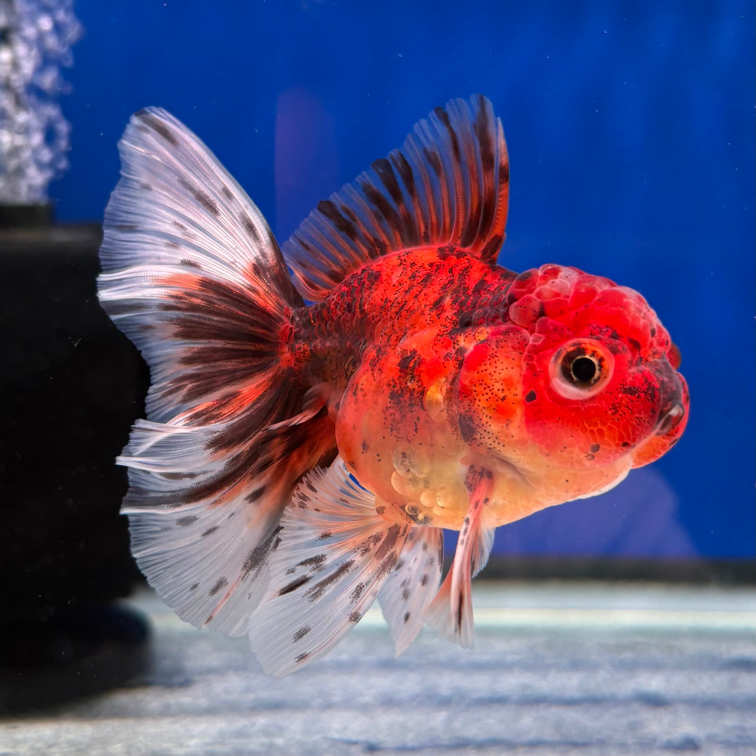 オランダ獅子頭 ◇良物のトリカラーオランダ獅子頭とは。輸入金魚でも人気の高い注目