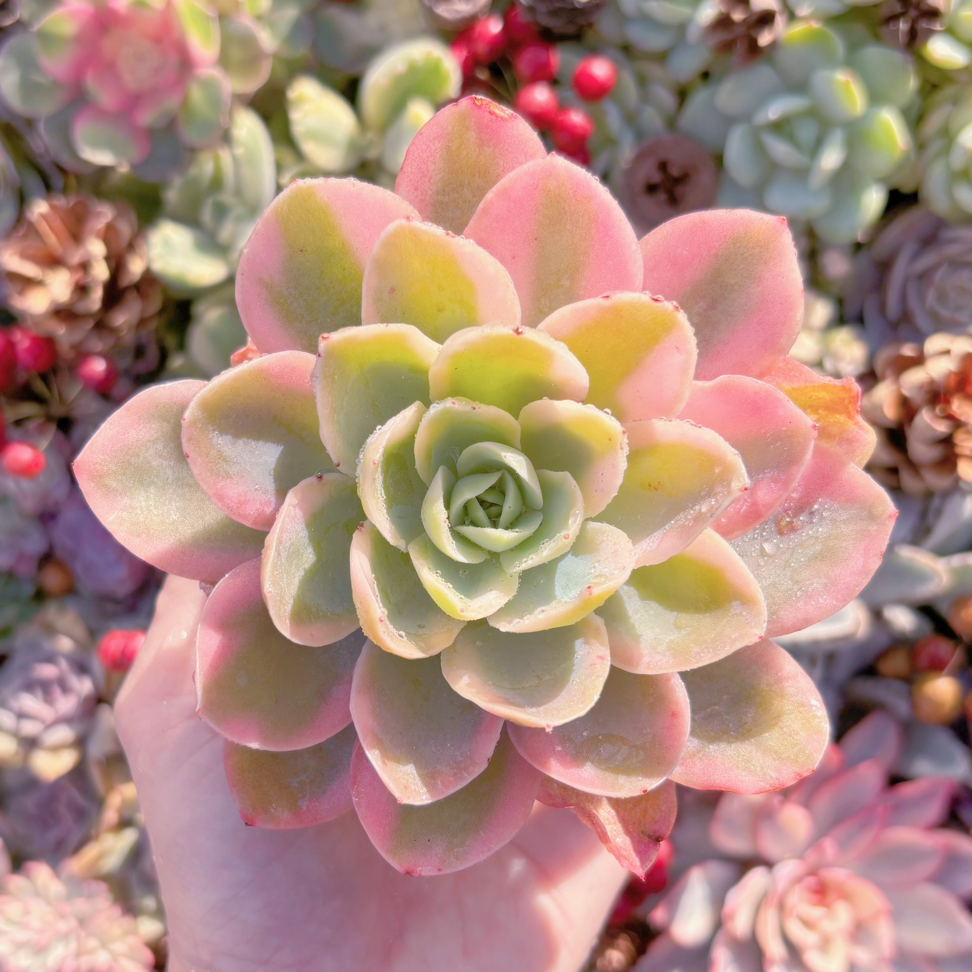 現品　ピンクベラ錦#535　新入荷　るる農園