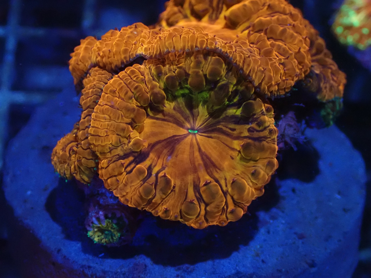 Blastomussa PrmeiumGrafted