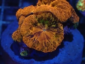 Blastomussa PrmeiumGrafted