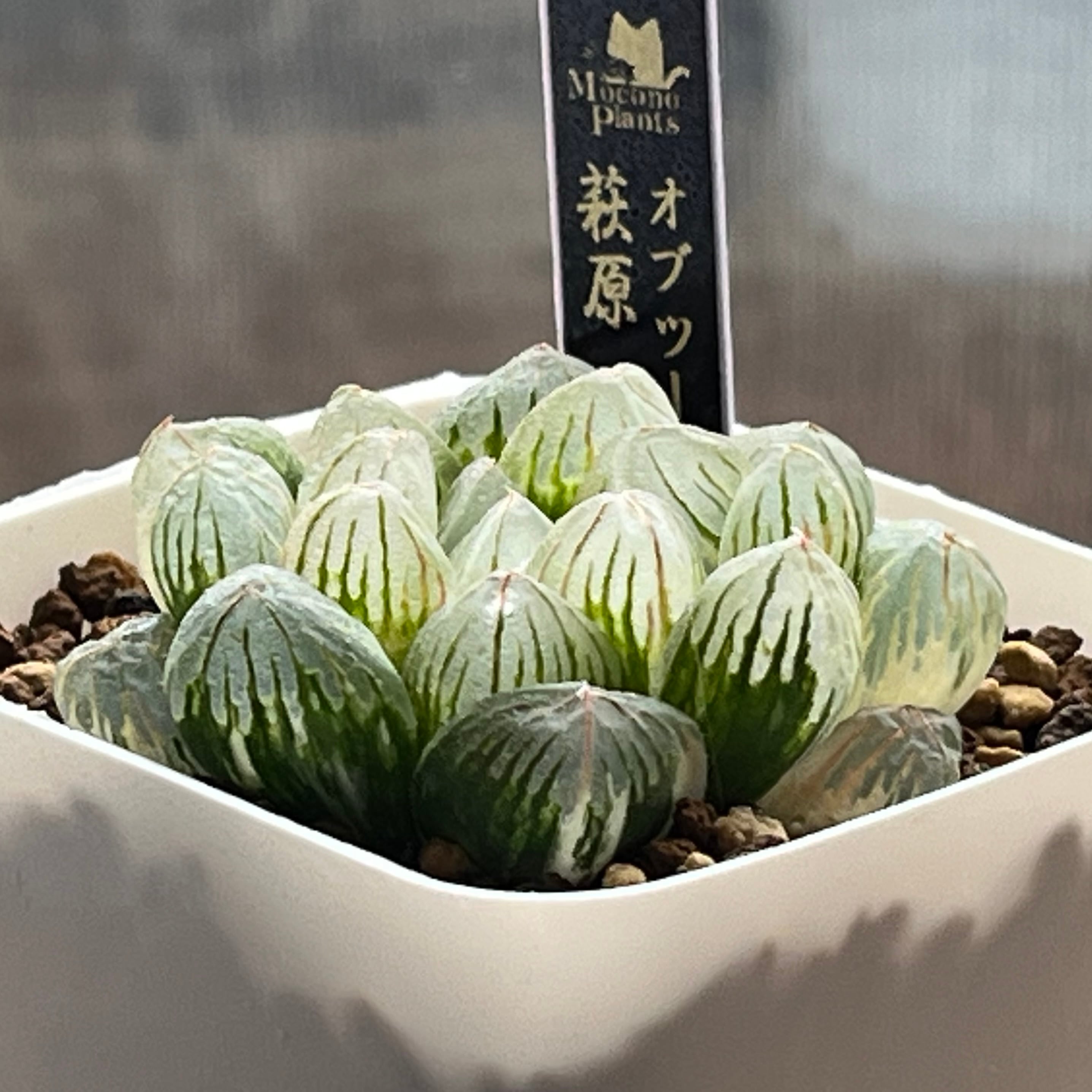 ハオルチア オブツーサ錦 萩原No.5 | mocono_plants