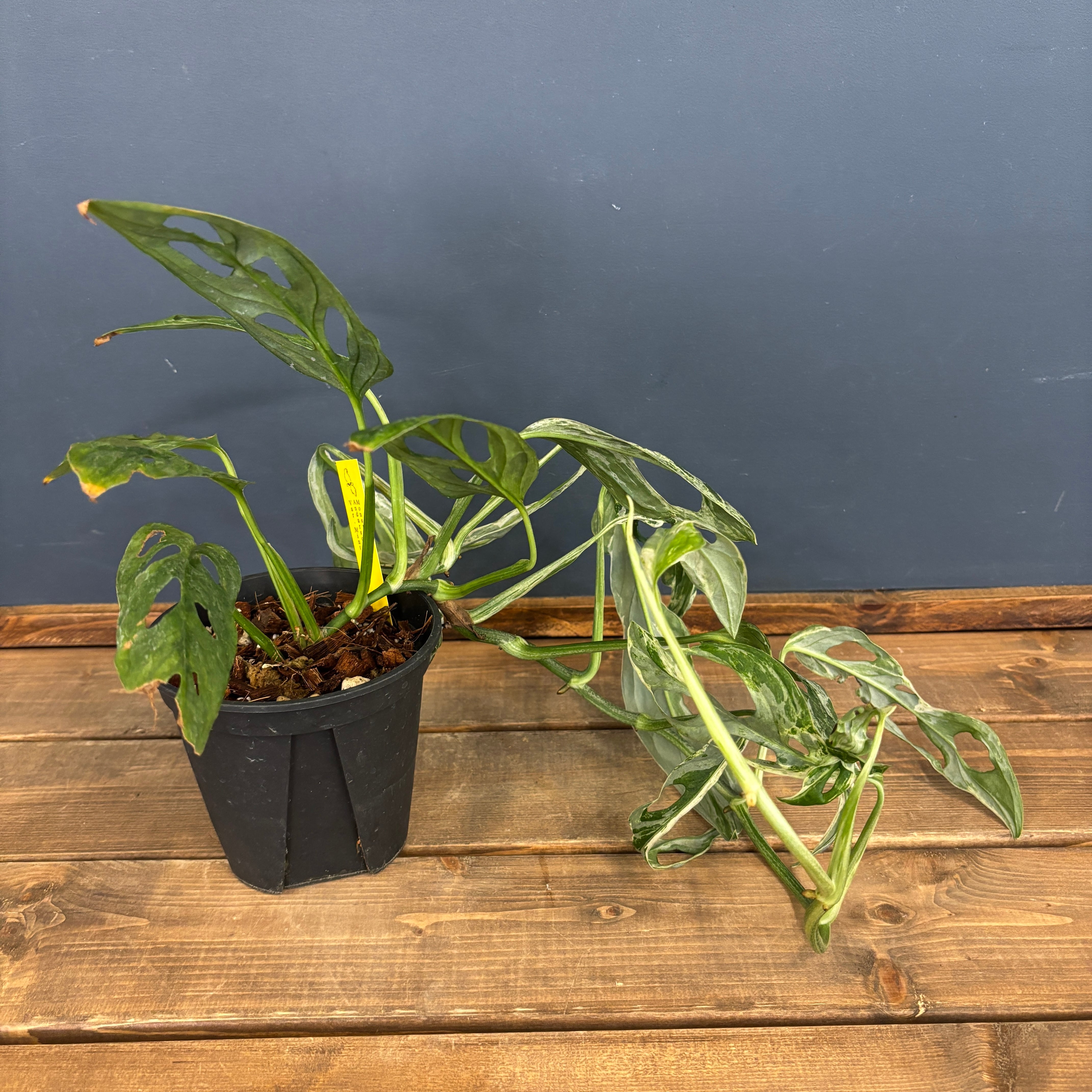 モンステラ　ミント　斑入り モンステラ15 斑入 ゼブブルーミント ボルシギアナ 葉付き発根済み