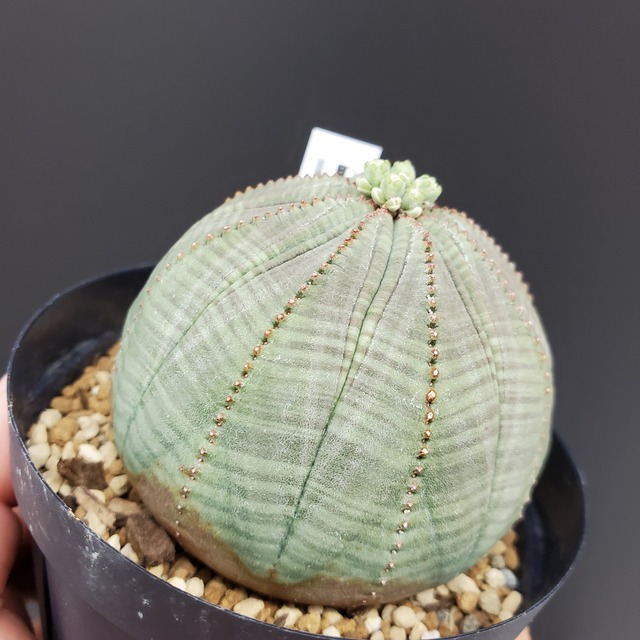 【ノーマル Mサイズ】雄株 65mm Euphorbia Obesa ユーフォルビア オベサ 木質化