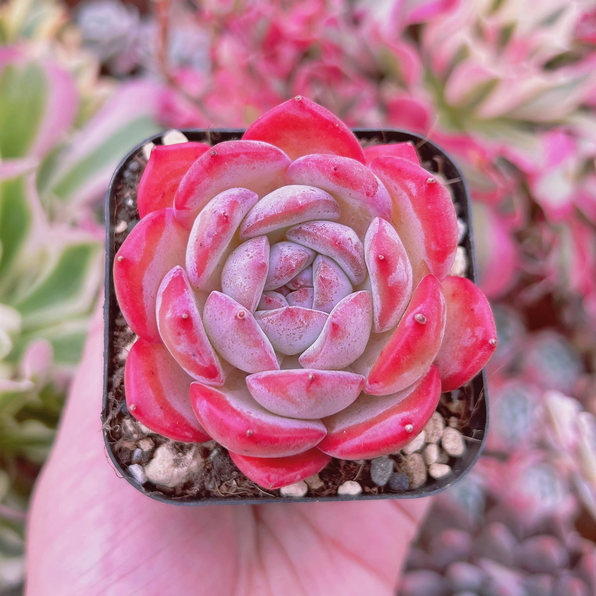 #045現物　多肉植物　アマンドベリー