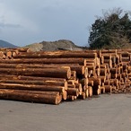 【LINEで相談できます】カットオプション有 鳥取県産 桧 角材 15×15×1000 10本組 プレーナー仕上げ 節有り 自然乾燥 無垢材 DIY 工作 模型 ハンドメイド 運動会 文化祭 学校 日曜大工 夏休み自由工作 自由研究 厚さ1.5センチ 幅1.5センチ 長さ1メートル 材木 木材