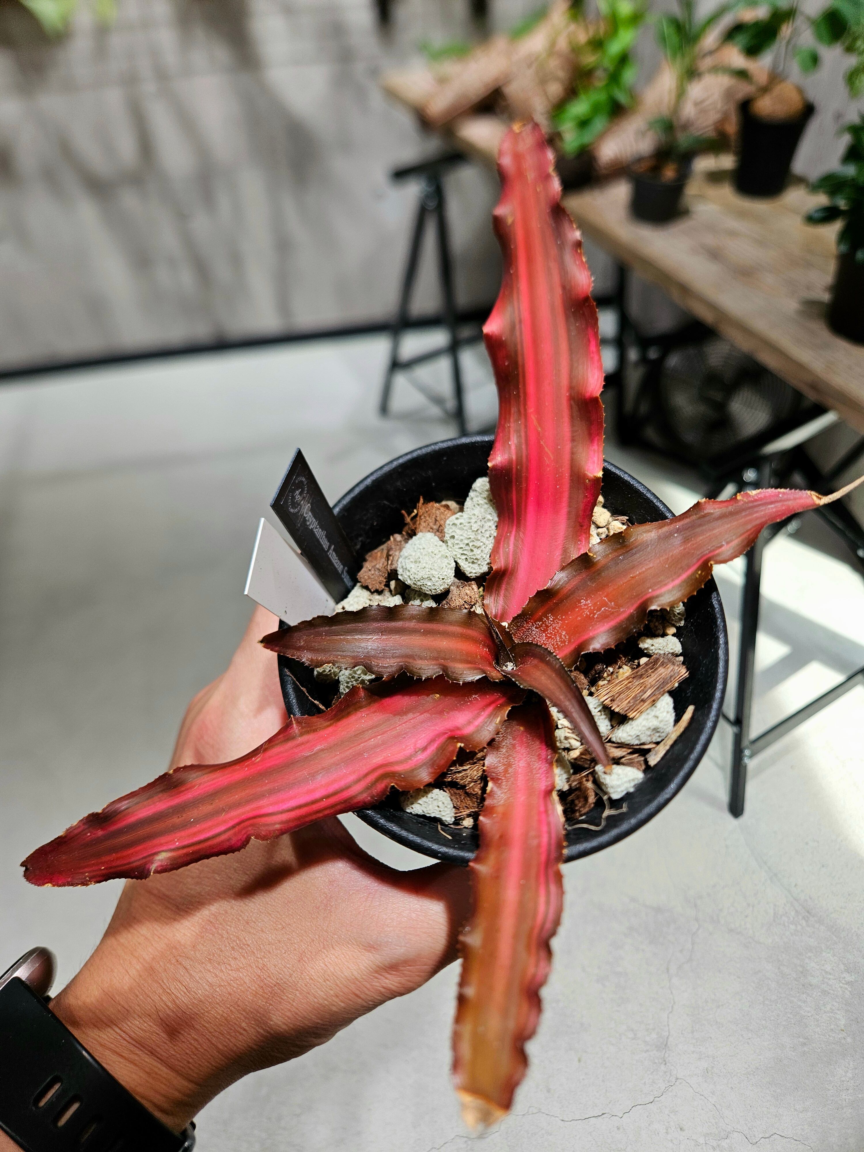 Cryptanthus Amazon Sunset 【artPLANTs/PLANTS GARAGE