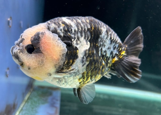 極上!パンダらんちゅう 極上!パンダらんちゅう