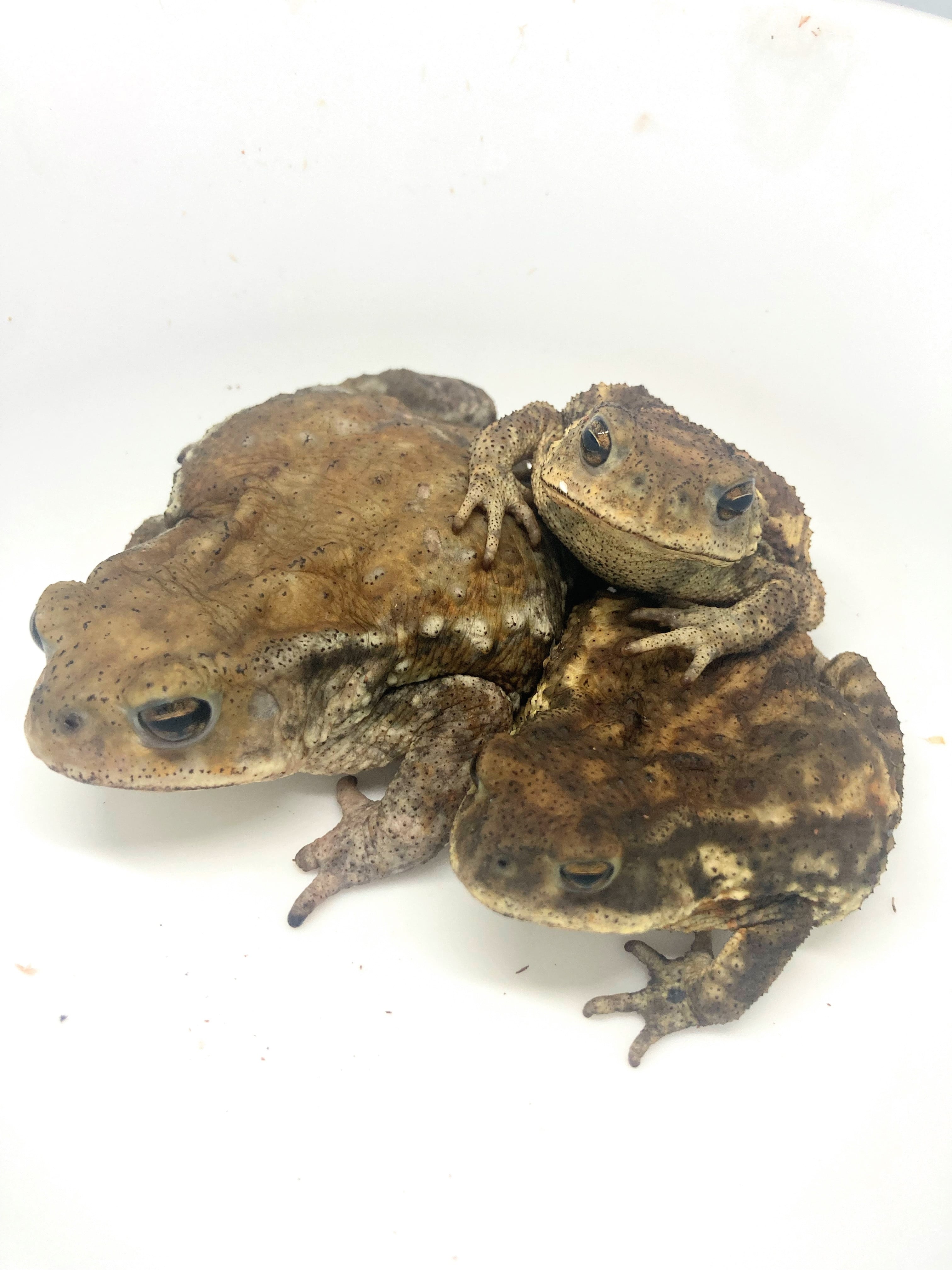 テヅカミネコメガエル 1匹 | まるころ商店〜まるくてころころした
