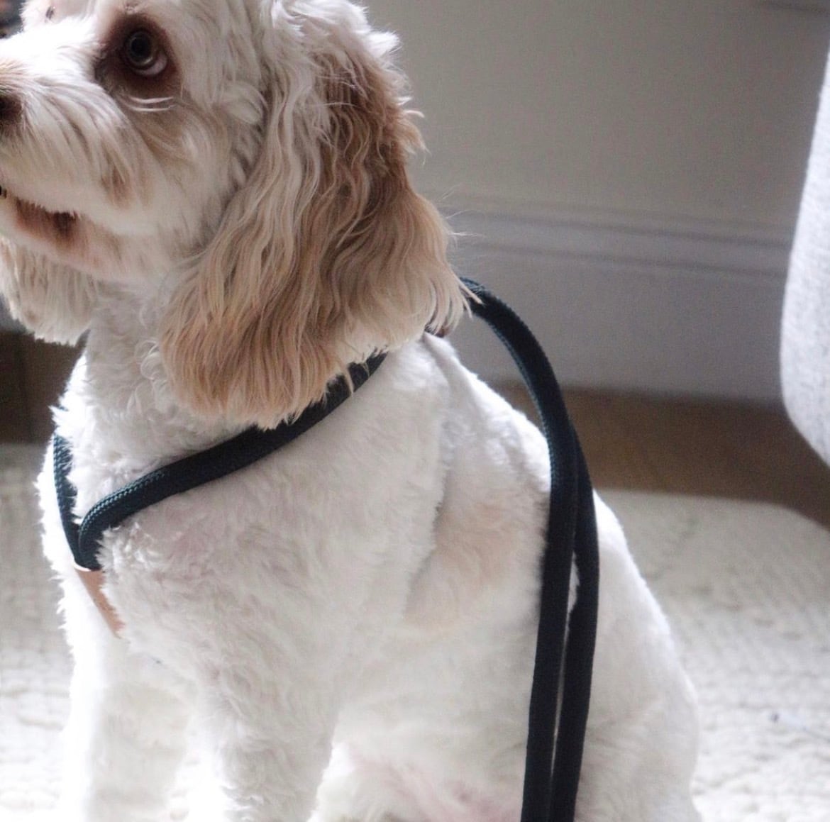 boo'oh Ray Harness - Green | ote.