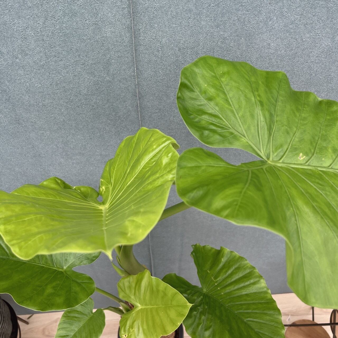 現品］【希少】H クワズイモ 8号 観葉植物 室内 大型 綺麗 おしゃれ