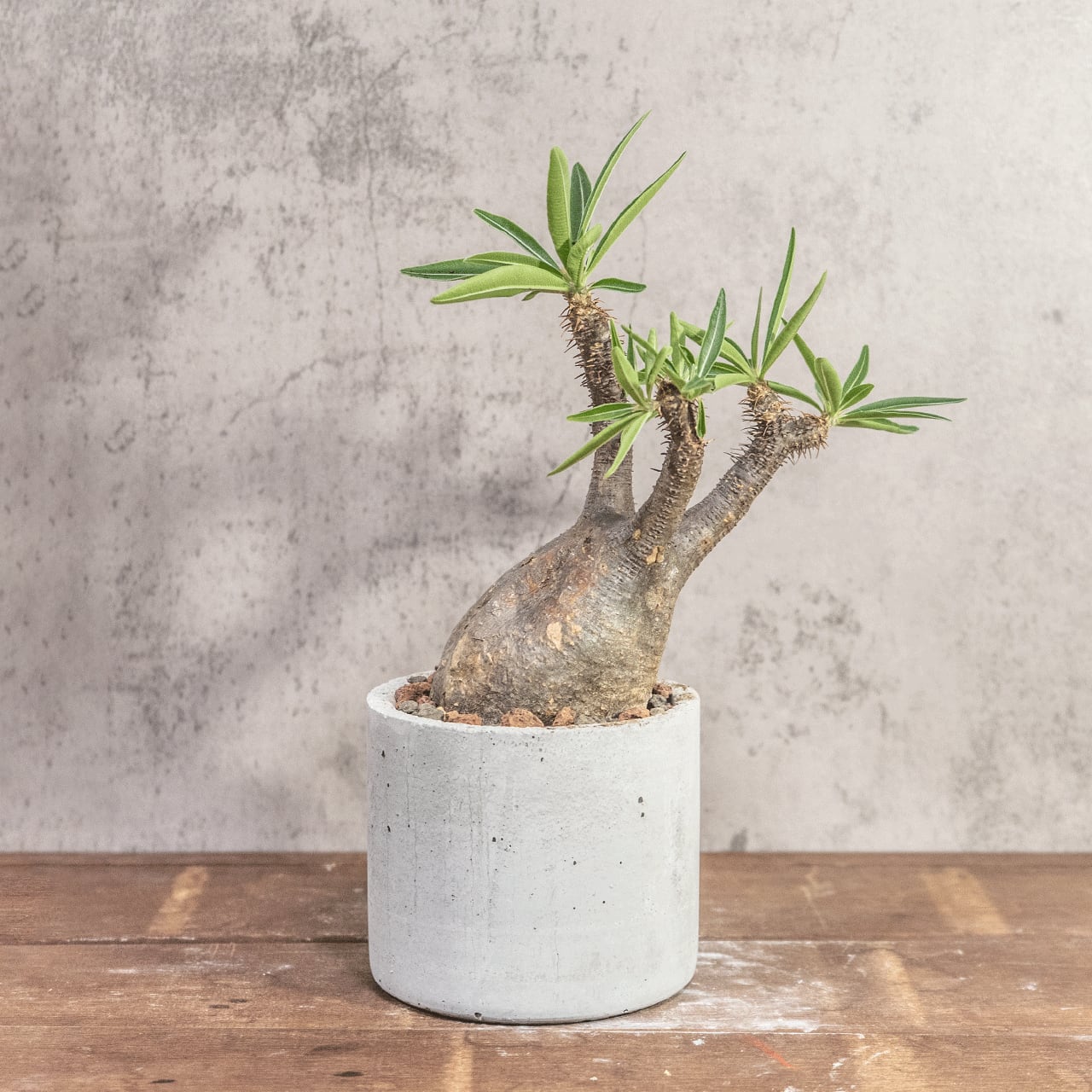 パキポディウム・グラキリス|ゴツゴツ質感が魅力の荒肌株【モルタル鉢仕立て】