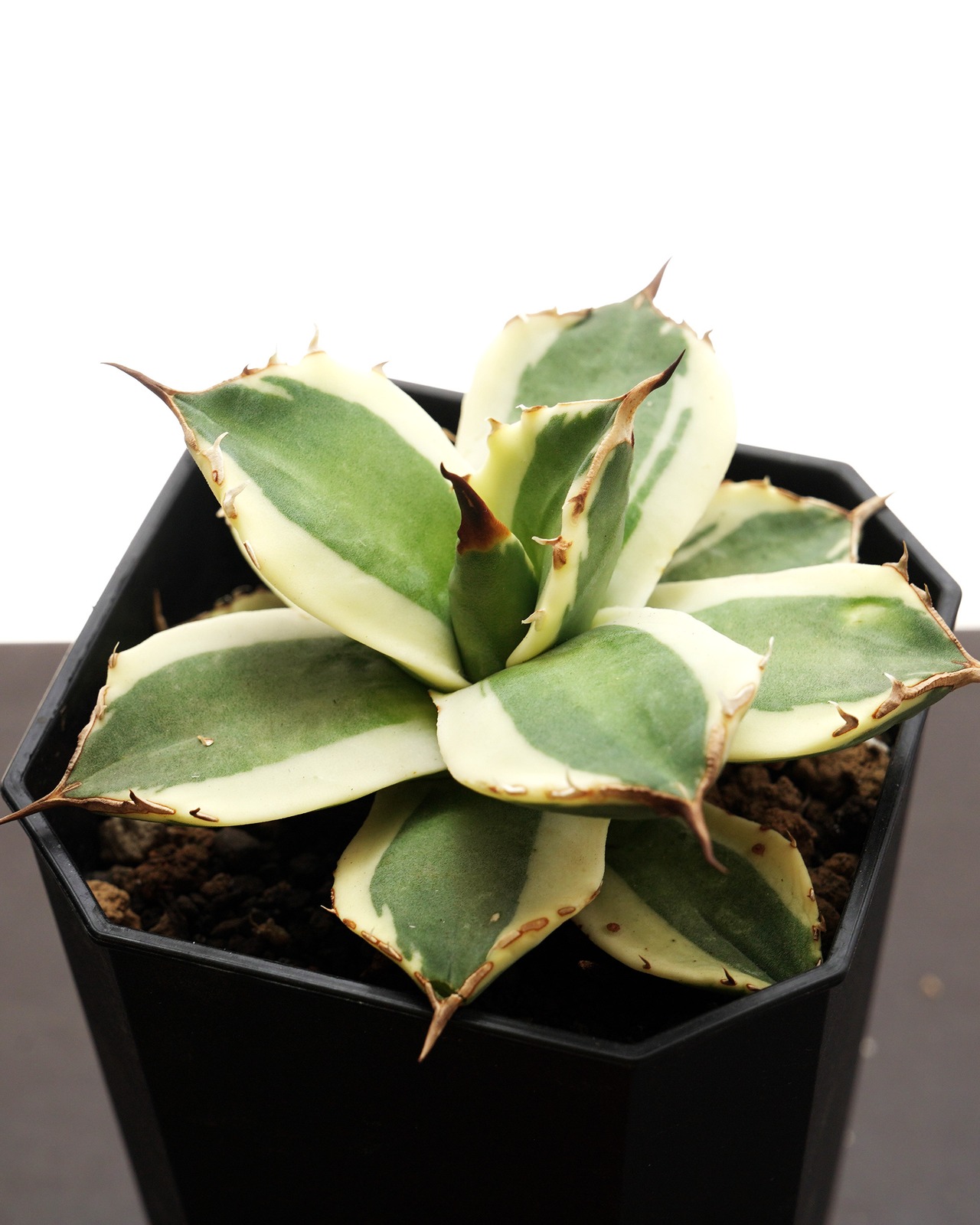 【PREMIUM】 抜き苗 猫爪錦 見本株 Agave titanota 'Nekozume Variegated'