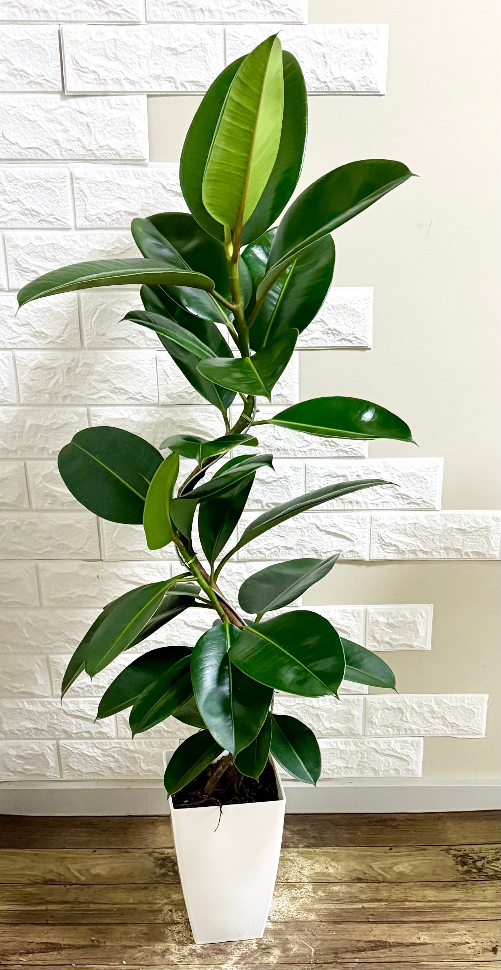 エバーフレッシュ⭐️曲がり⭐️観葉植物 | 観葉植物のお店 feerie