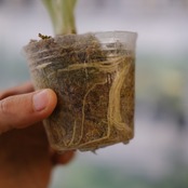 【斑入り】アロカシア ブラックベルベット / Alocasia reginula 'Variegated'