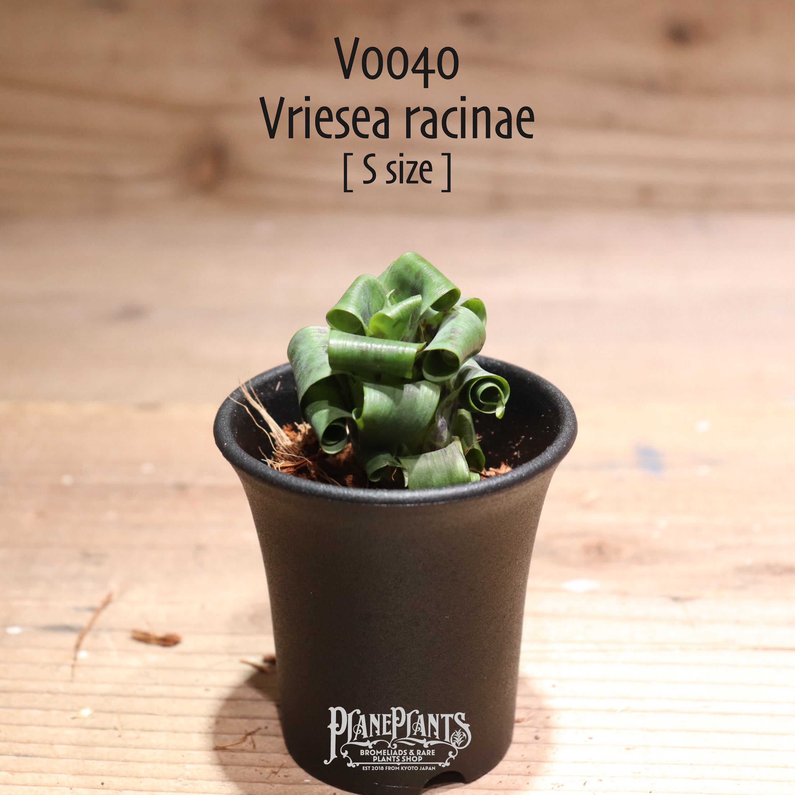 【送料無料】racinae〔フリーセア〕現品発送V040