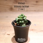 【送料無料】racinae〔フリーセア〕現品発送V040